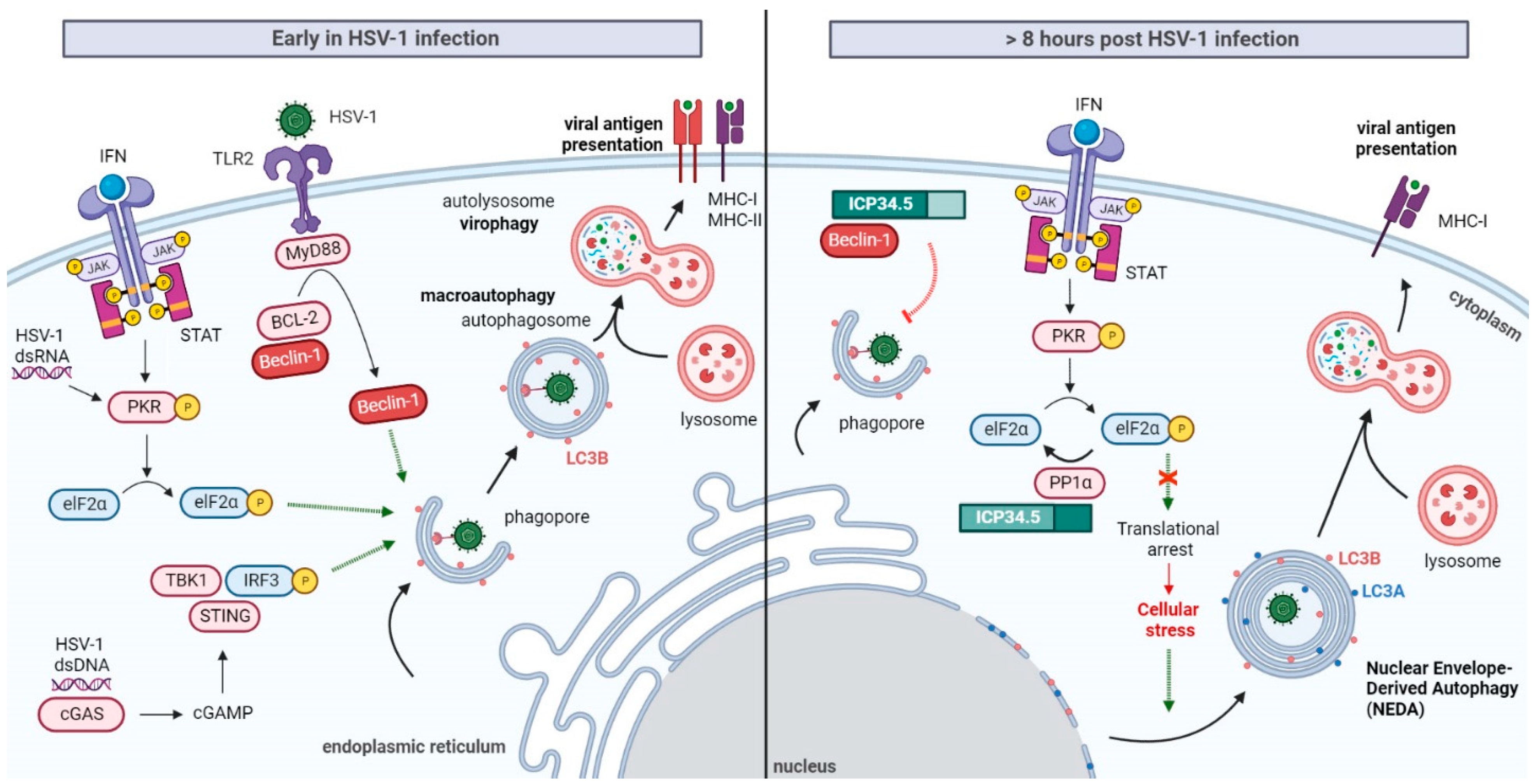 Ijms 23 13643 g004 Ijms 23 13643 g004