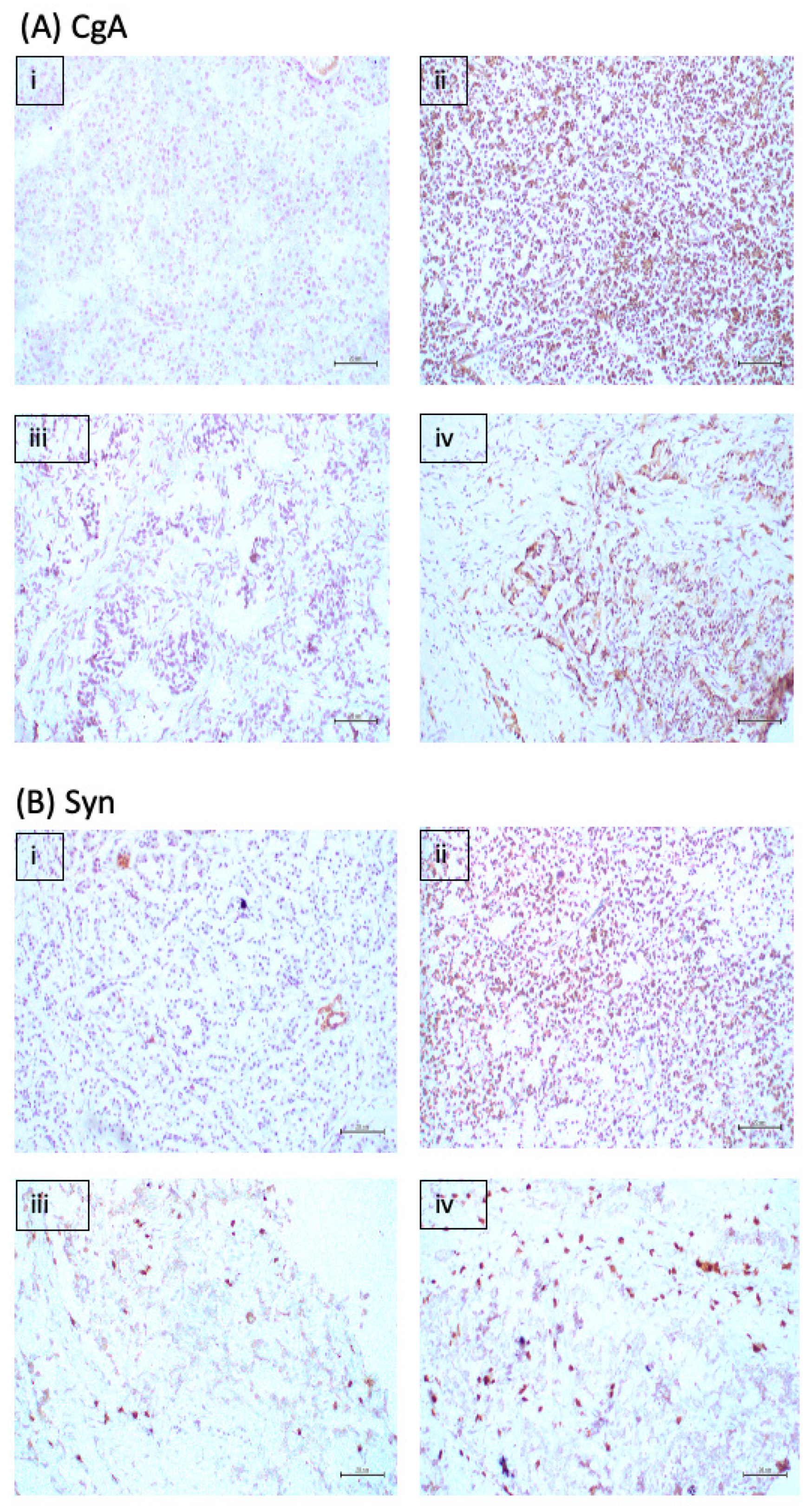 Ijms 23 13645 g003a Ijms 23 13645 g003a