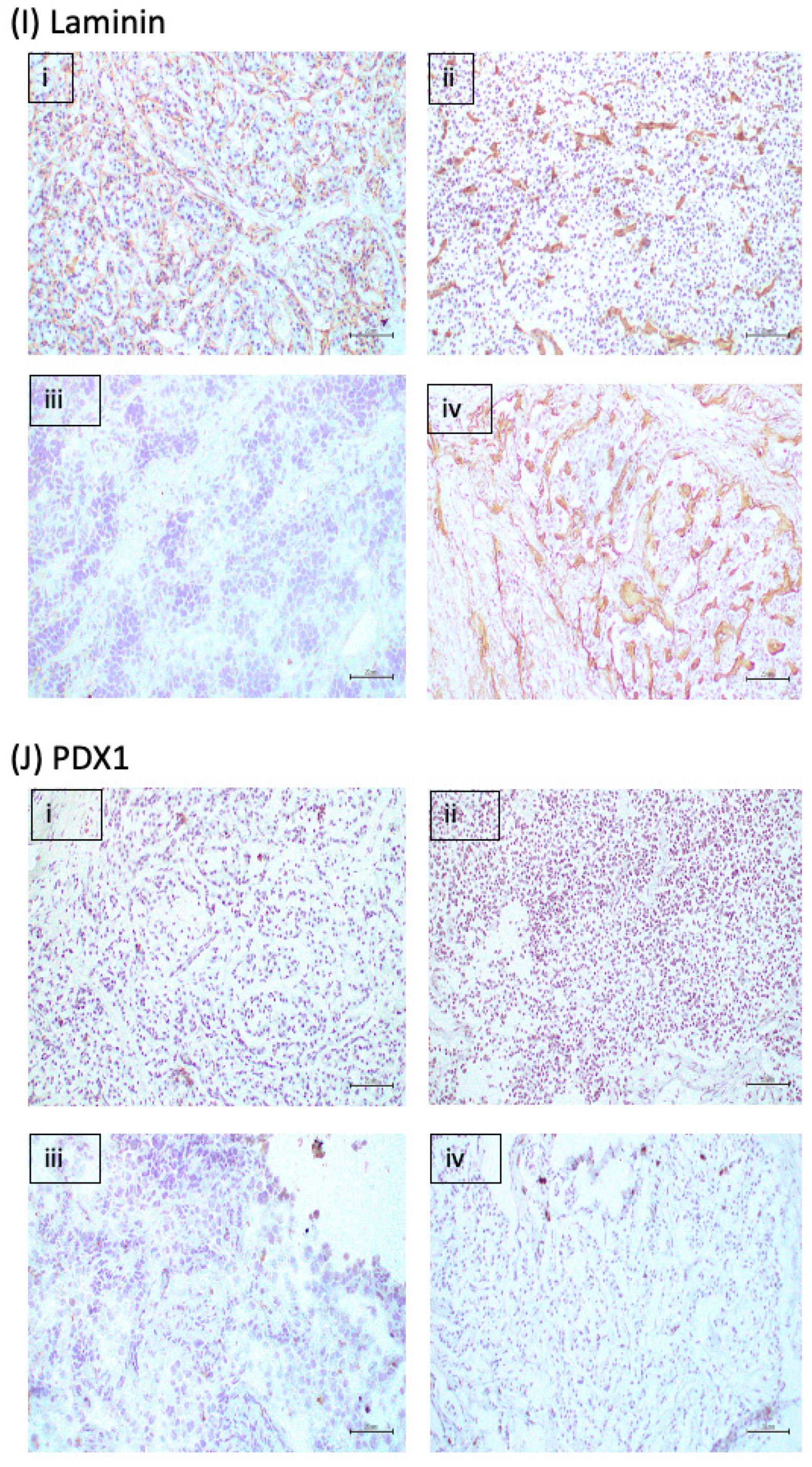 Ijms 23 13645 g003e Ijms 23 13645 g003e