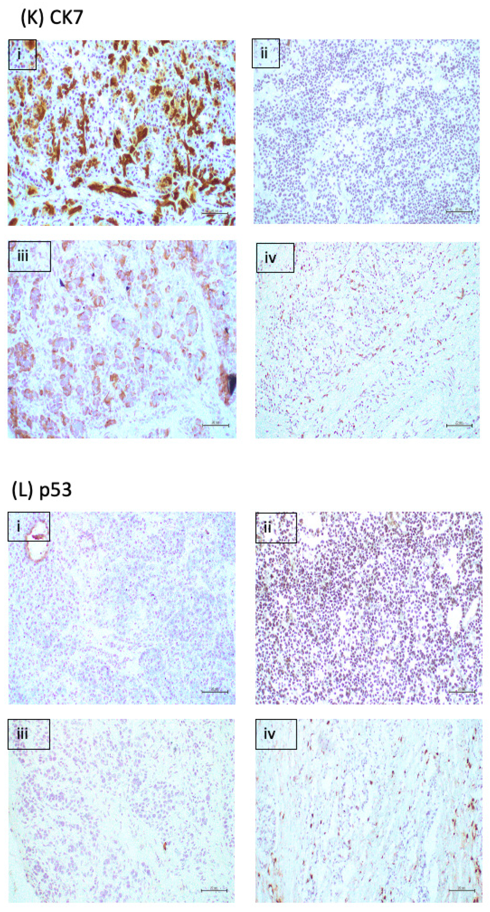 Ijms 23 13645 g003f Ijms 23 13645 g003f