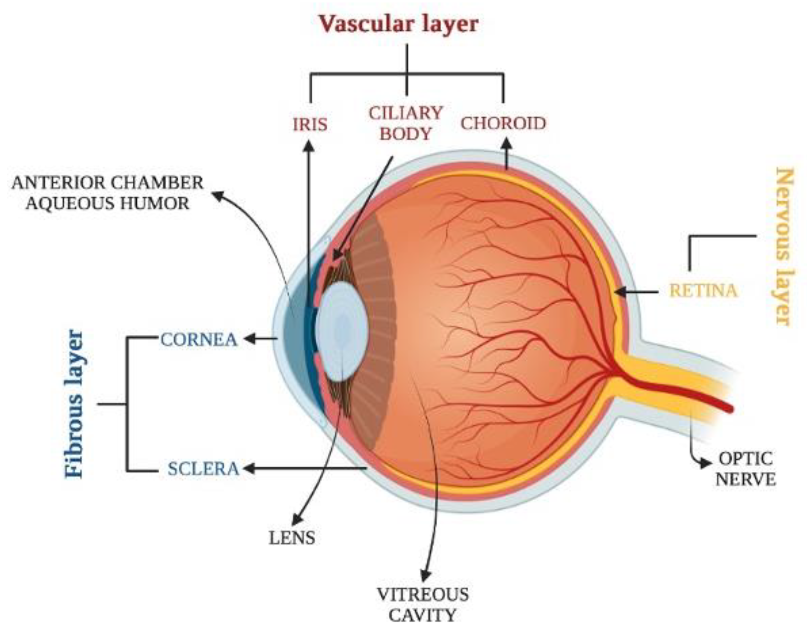 Ijms 23 13654 g001 Ijms 23 13654 g001