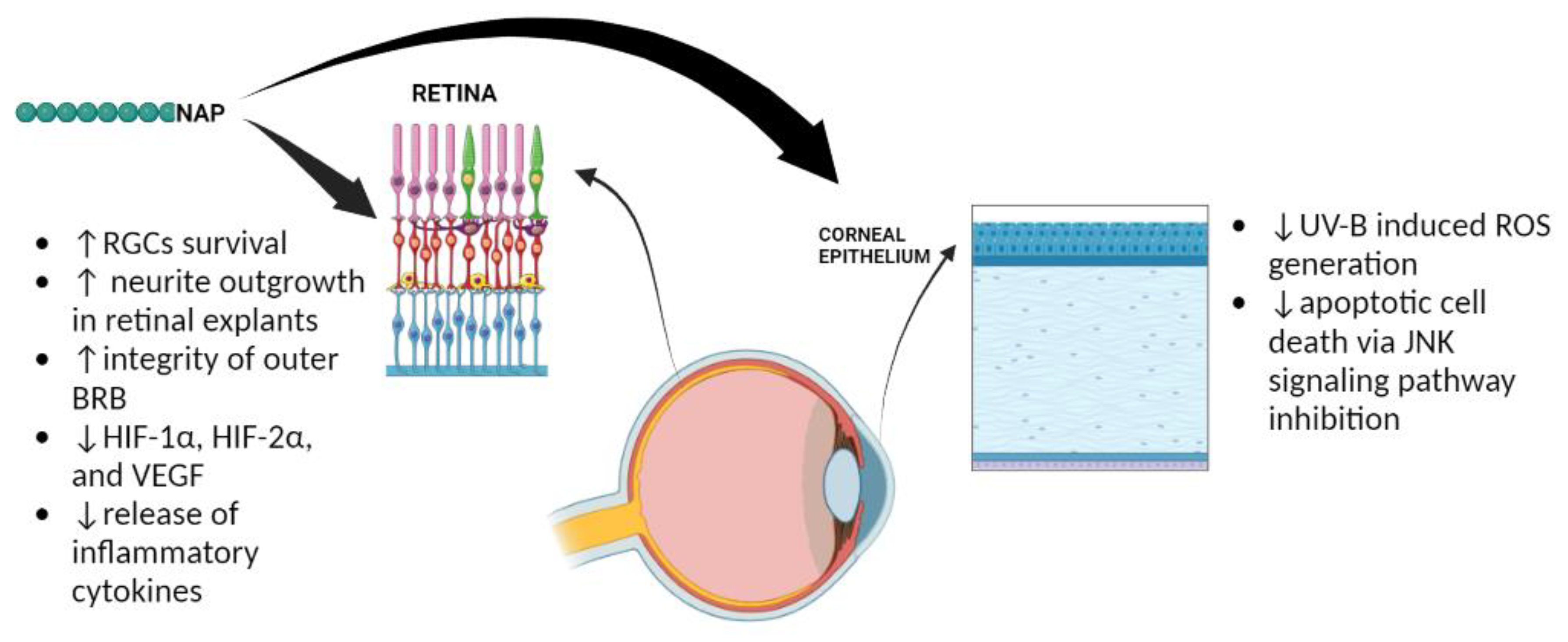 Ijms 23 13654 g003 Ijms 23 13654 g003
