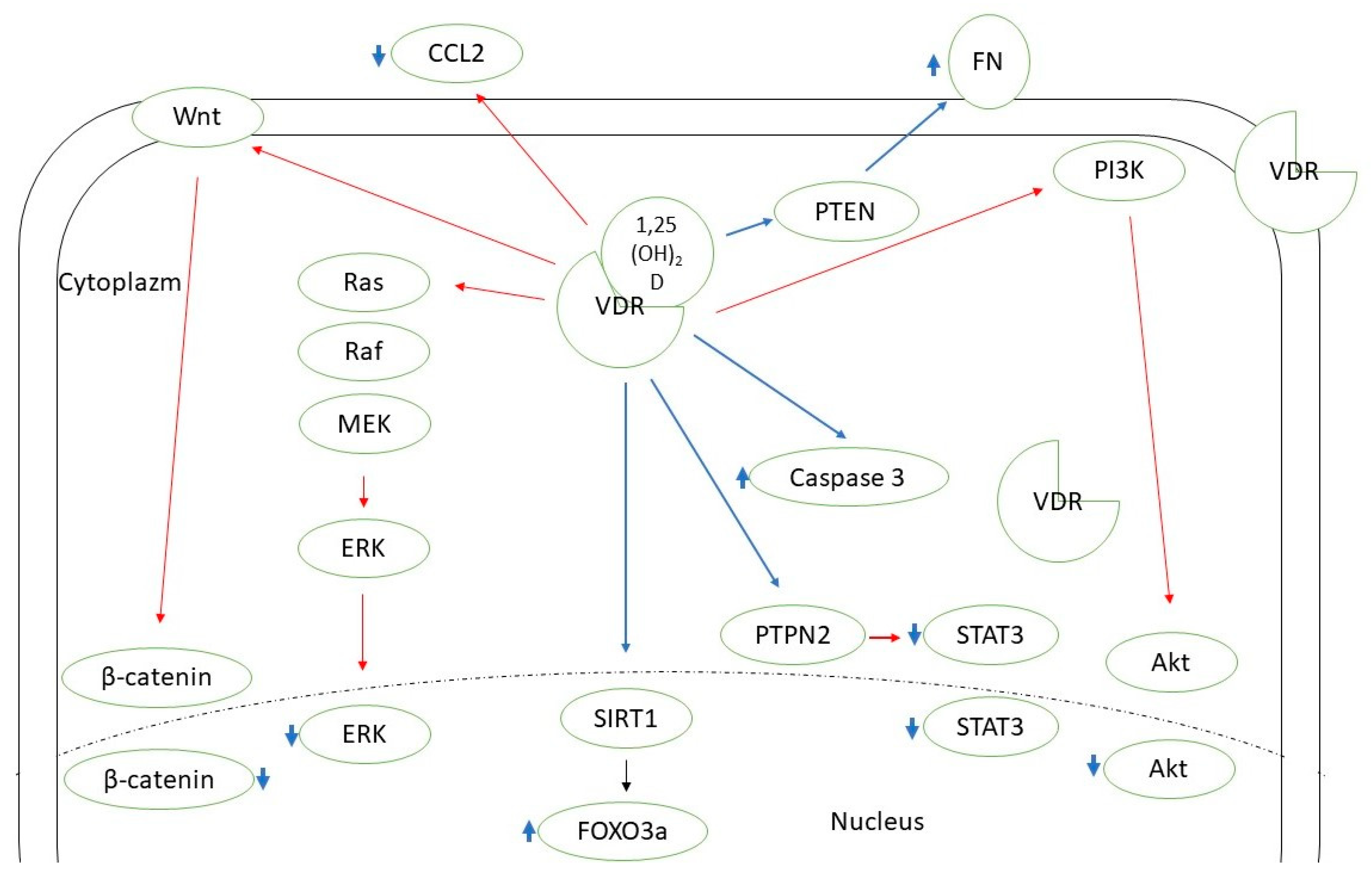 Ijms 23 13661 g001 Ijms 23 13661 g001