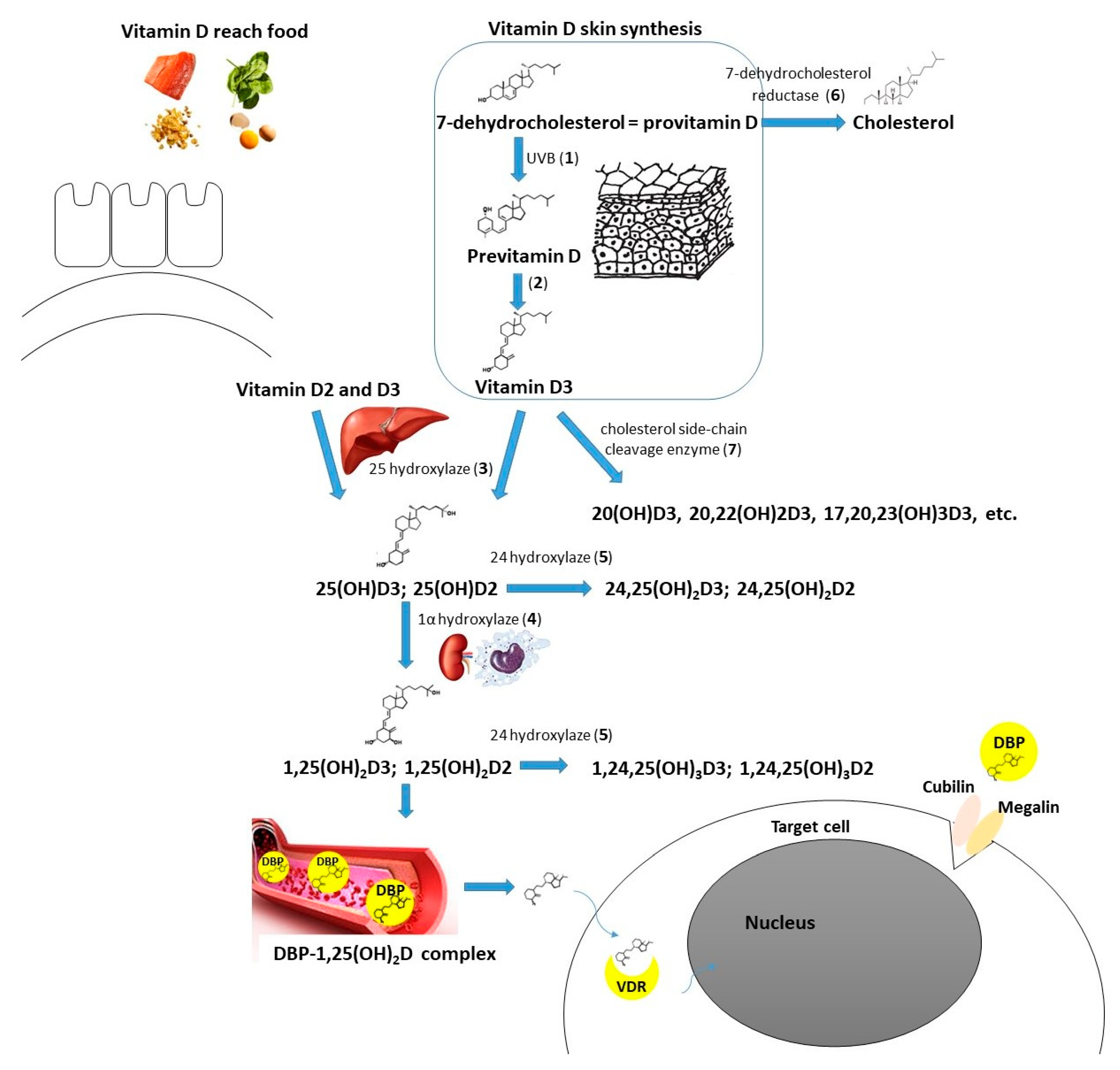 Ijms 23 13661 g002 Ijms 23 13661 g002