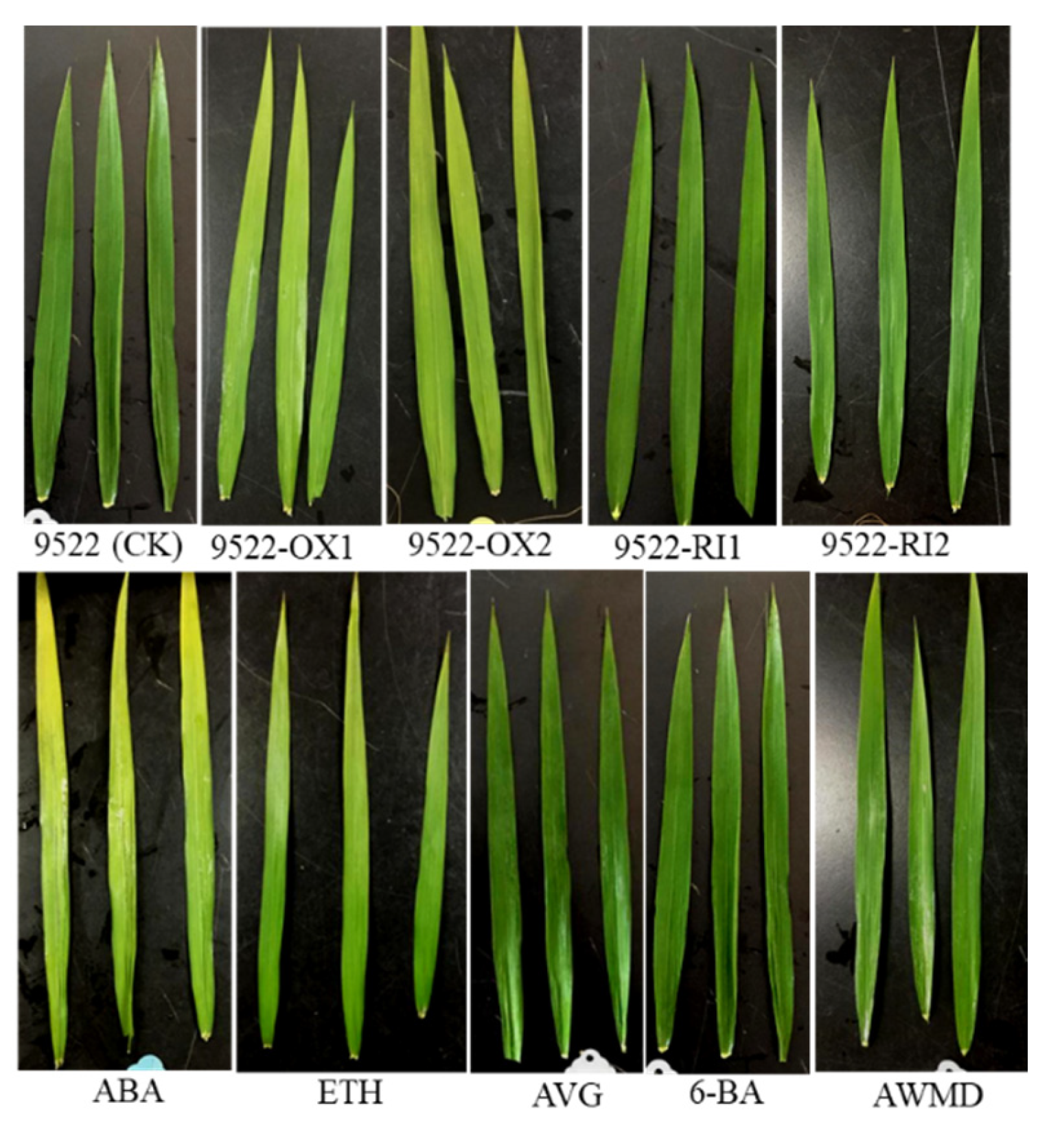 Ijms 23 13668 g002 Ijms 23 13668 g002