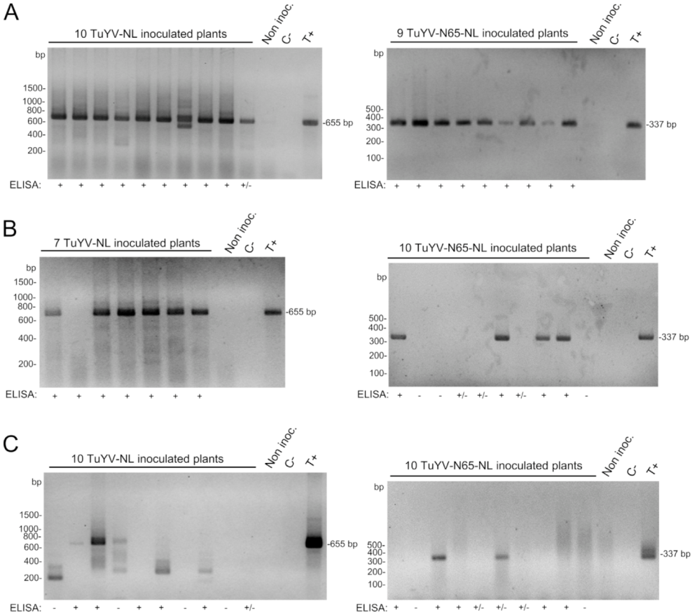 Ijms 23 13685 g003 Ijms 23 13685 g003