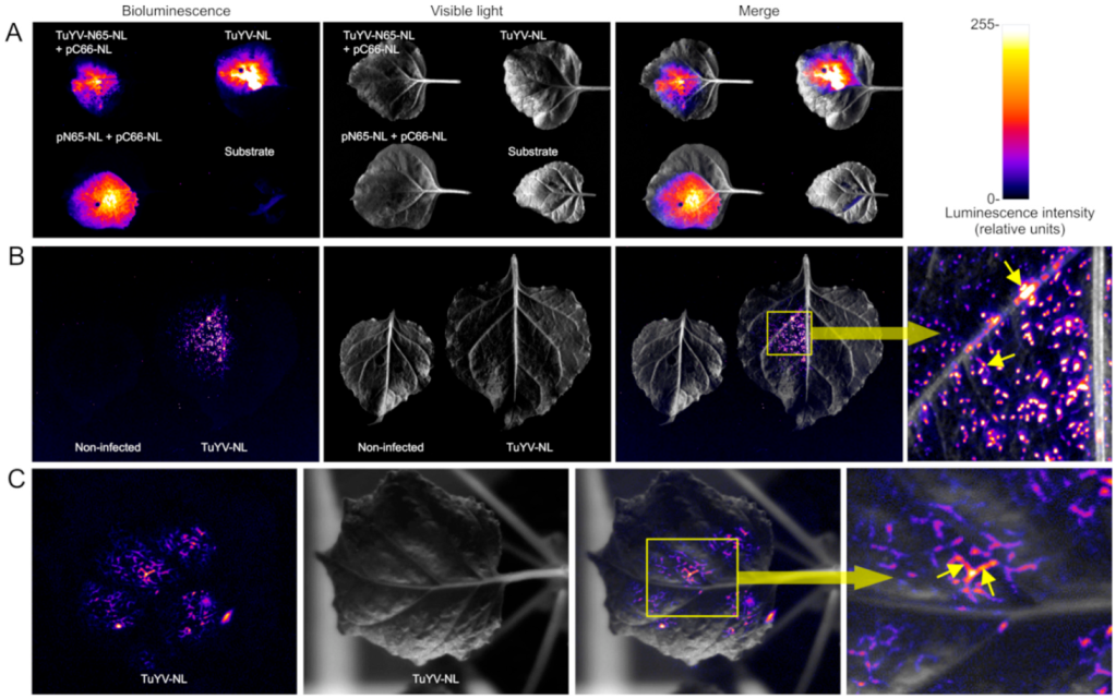 Ijms 23 13685 g004 Ijms 23 13685 g004