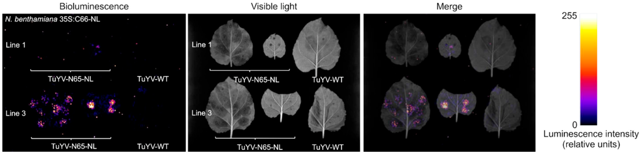 Ijms 23 13685 g006 Ijms 23 13685 g006