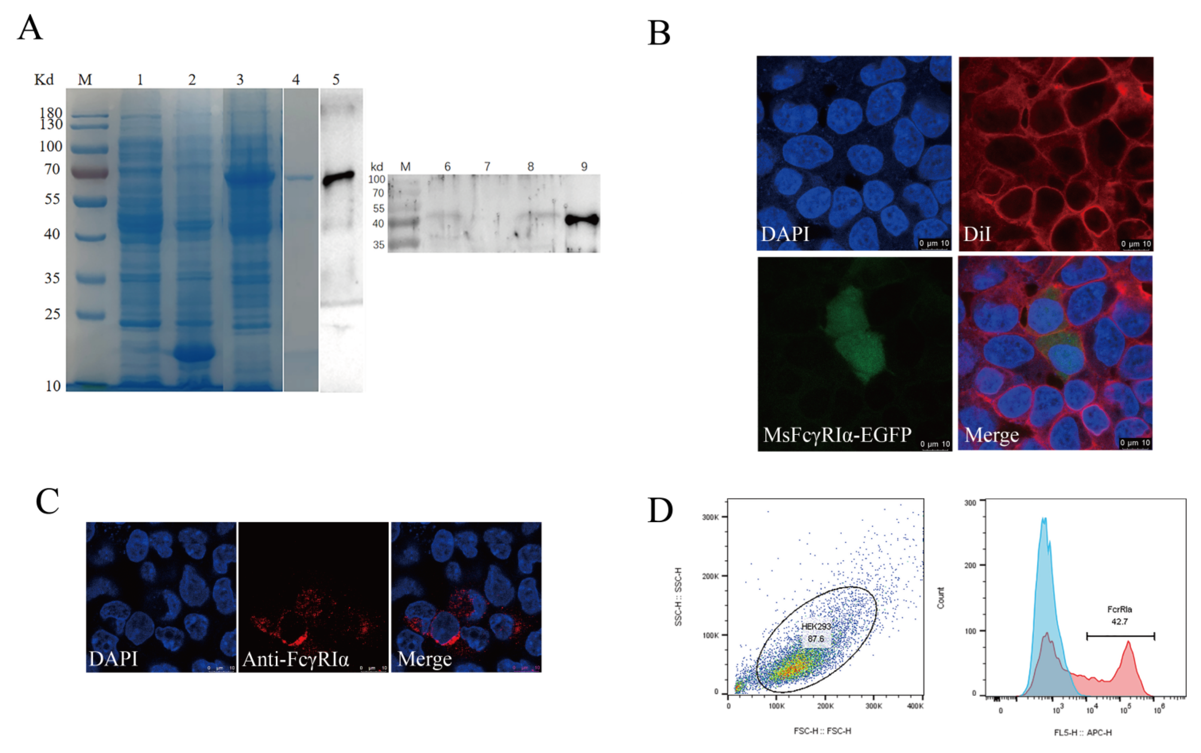 Ijms 23 13788 g004 Ijms 23 13788 g004