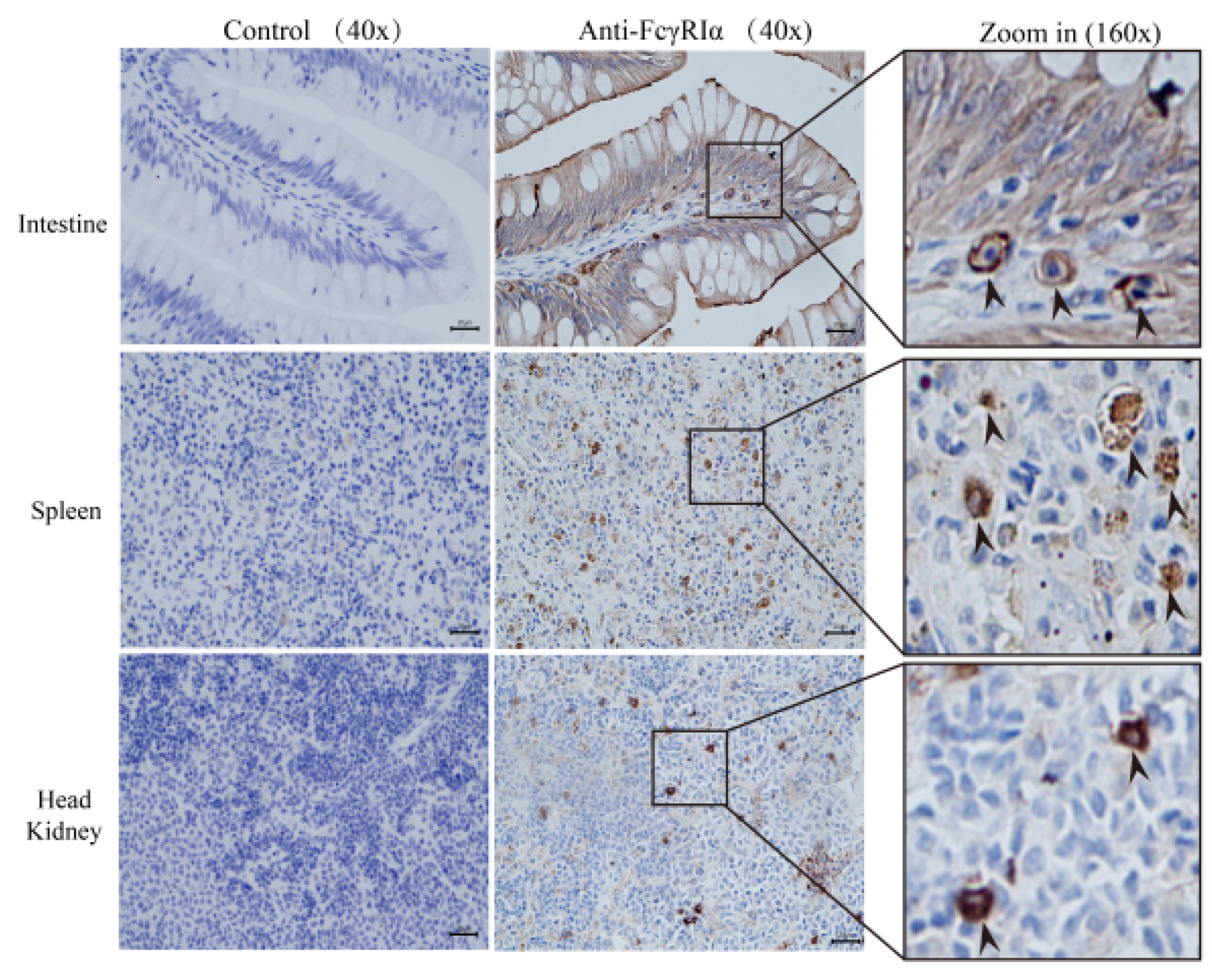 Ijms 23 13788 g005 Ijms 23 13788 g005