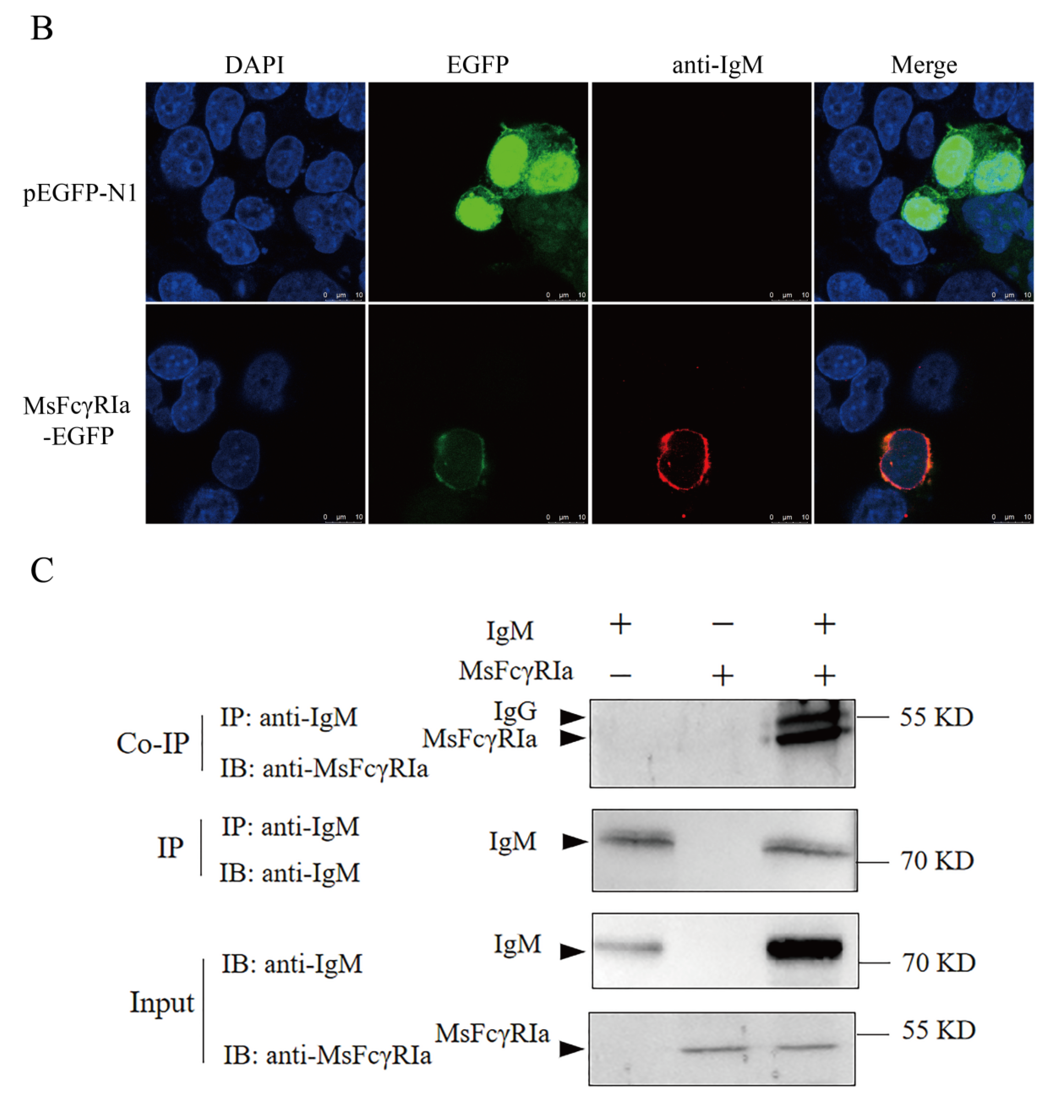 Ijms 23 13788 g006b Ijms 23 13788 g006b