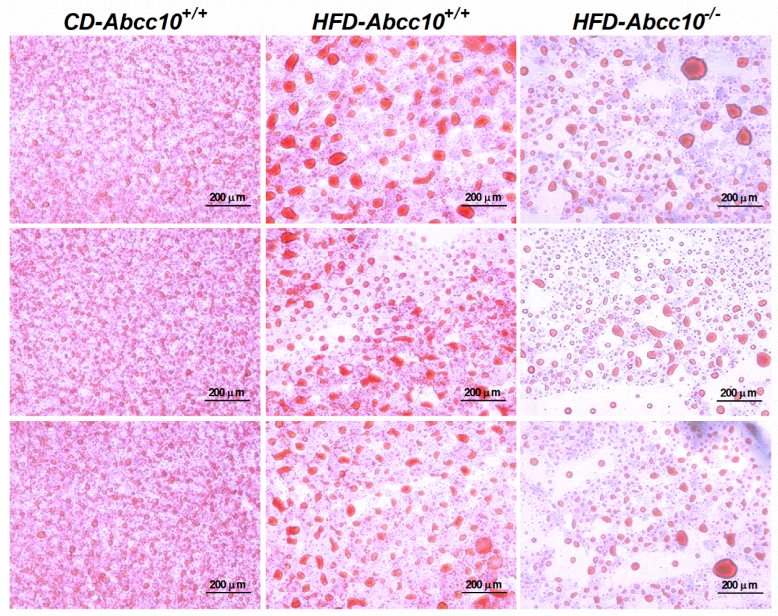 Ijms 23 13813 g006 Ijms 23 13813 g006