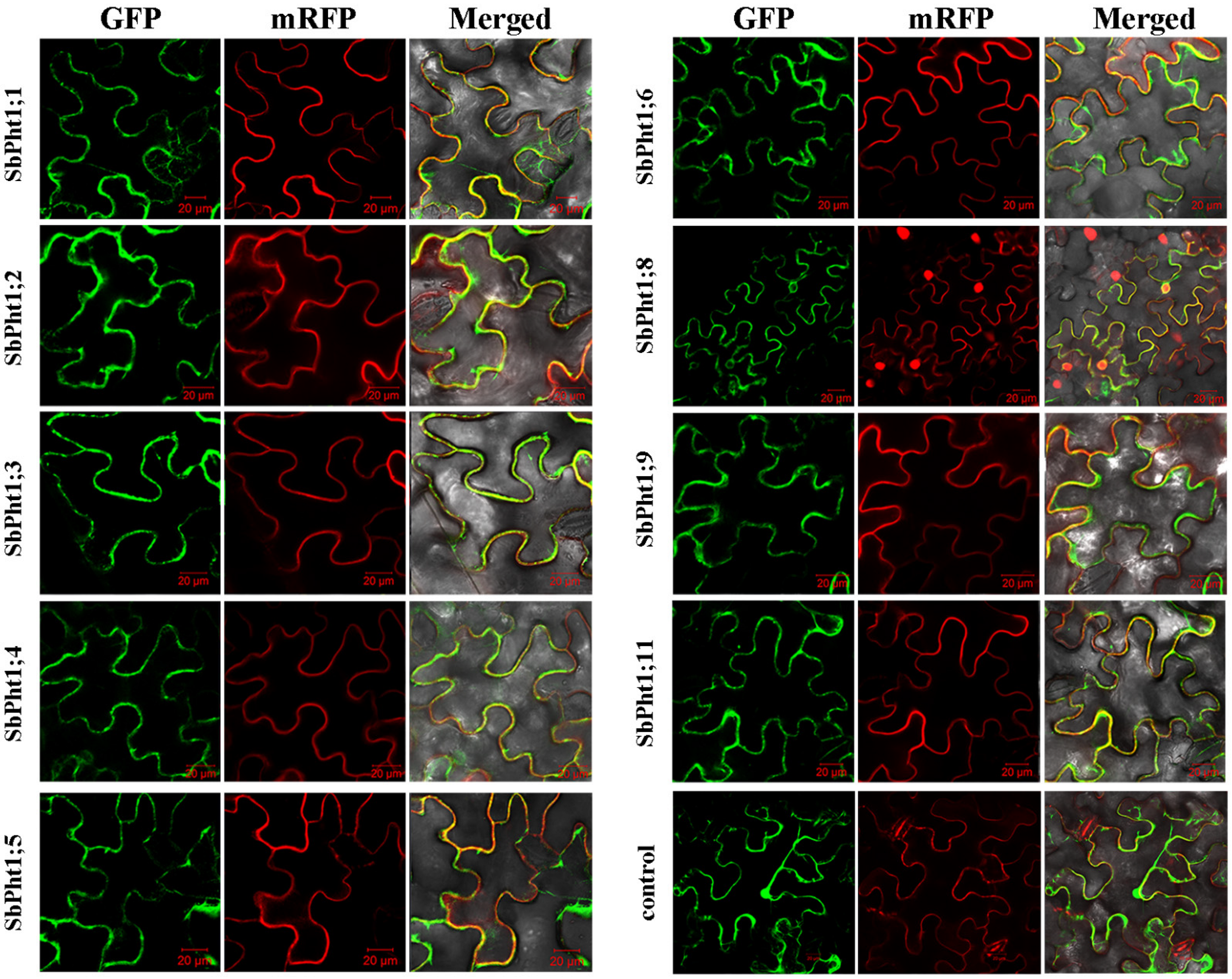 Ijms 23 13855 g004 Ijms 23 13855 g004