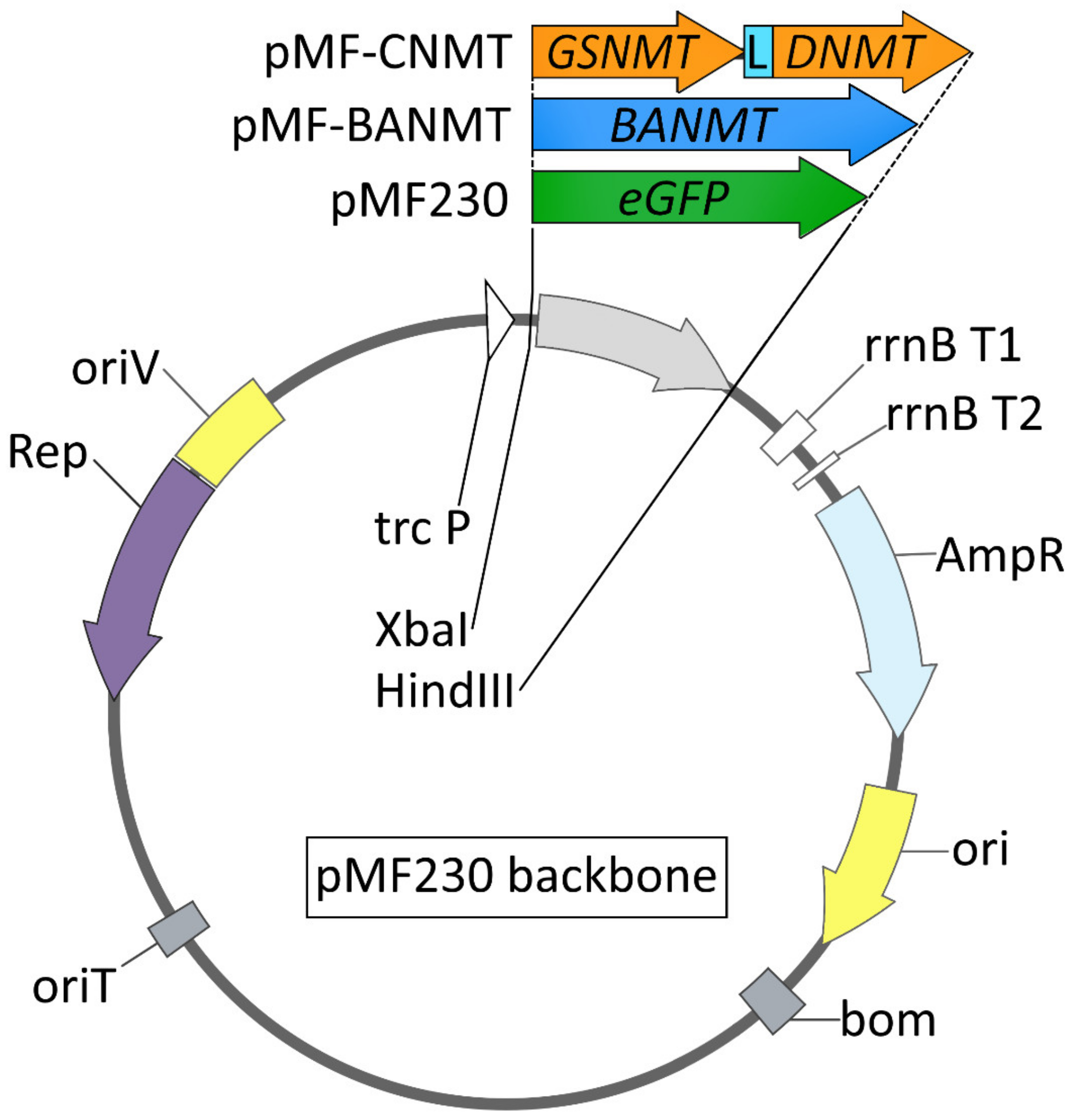 Ijms 23 13934 g001 Ijms 23 13934 g001