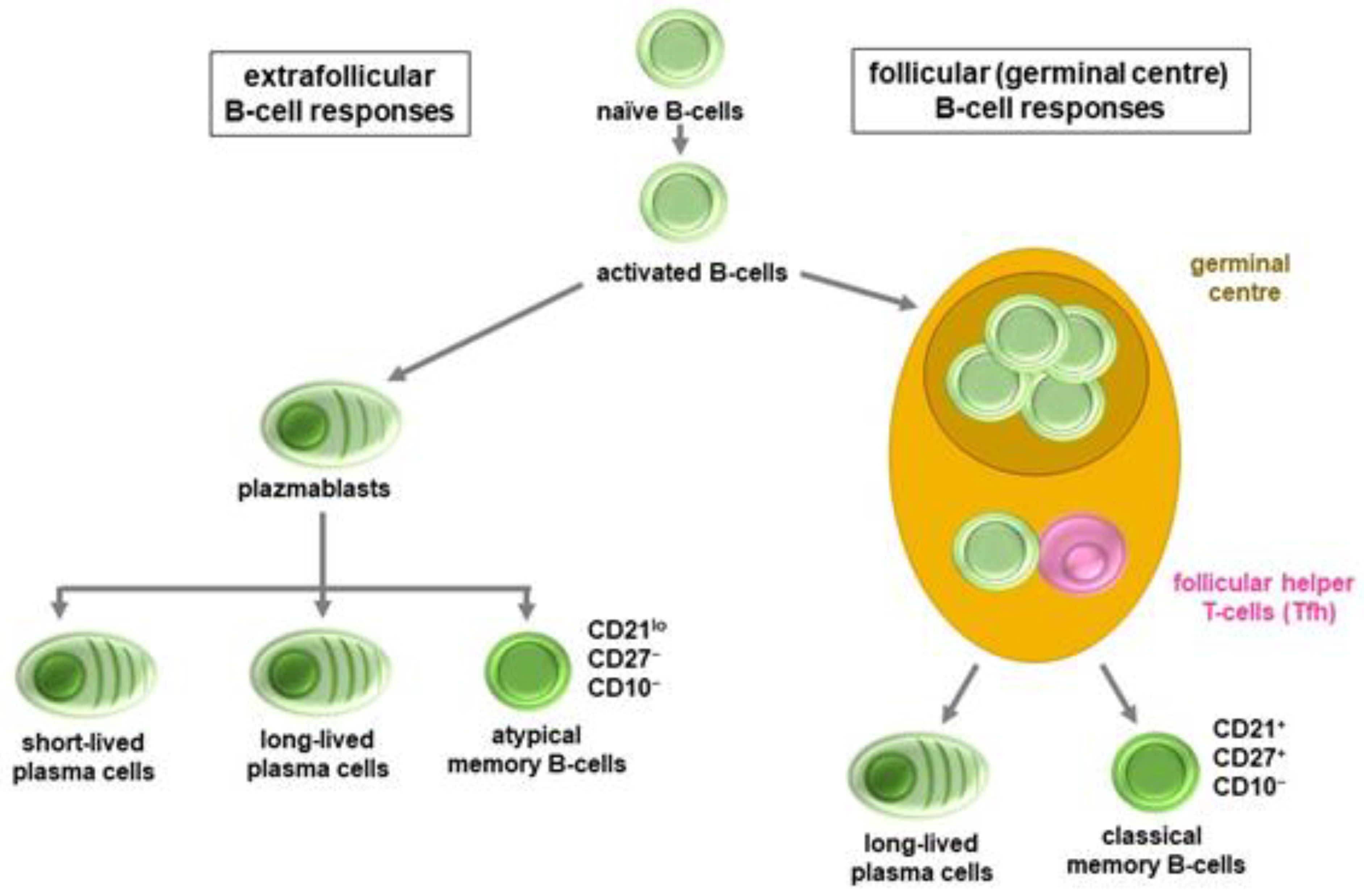 Ijms 23 13951 g002 Ijms 23 13951 g002