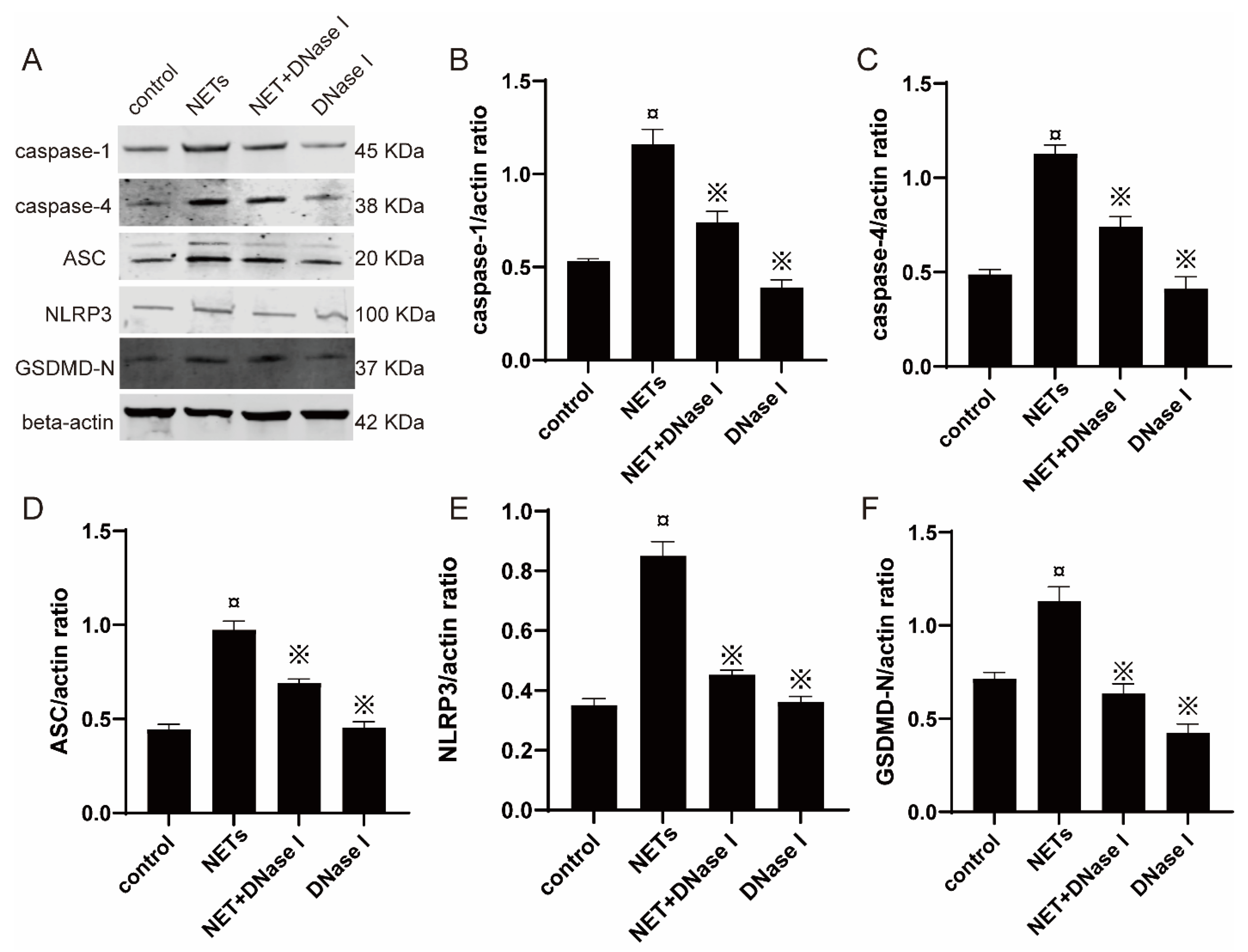 Ijms 23 14013 g008 Ijms 23 14013 g008