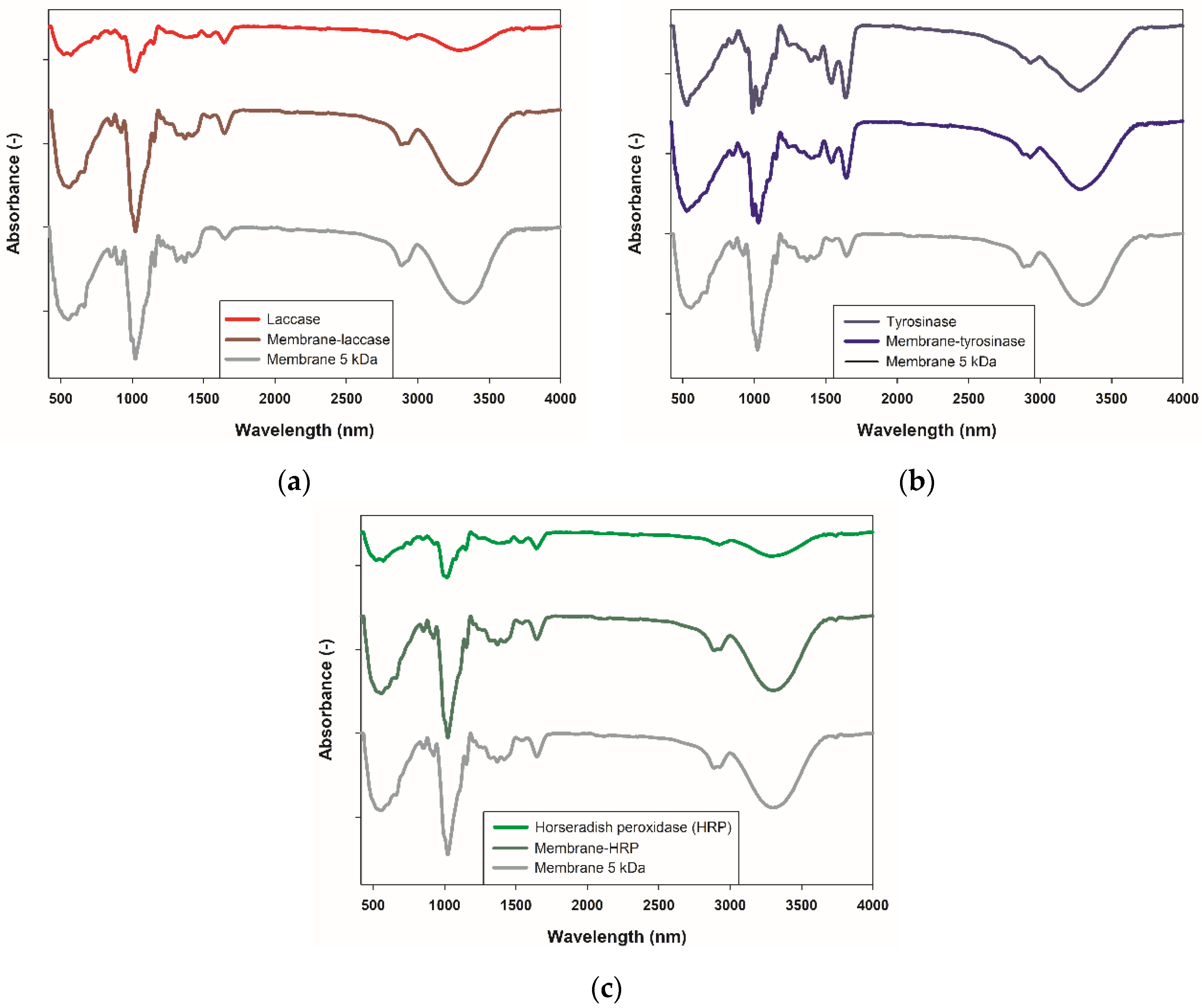 Ijms 23 14086 g001 Ijms 23 14086 g001