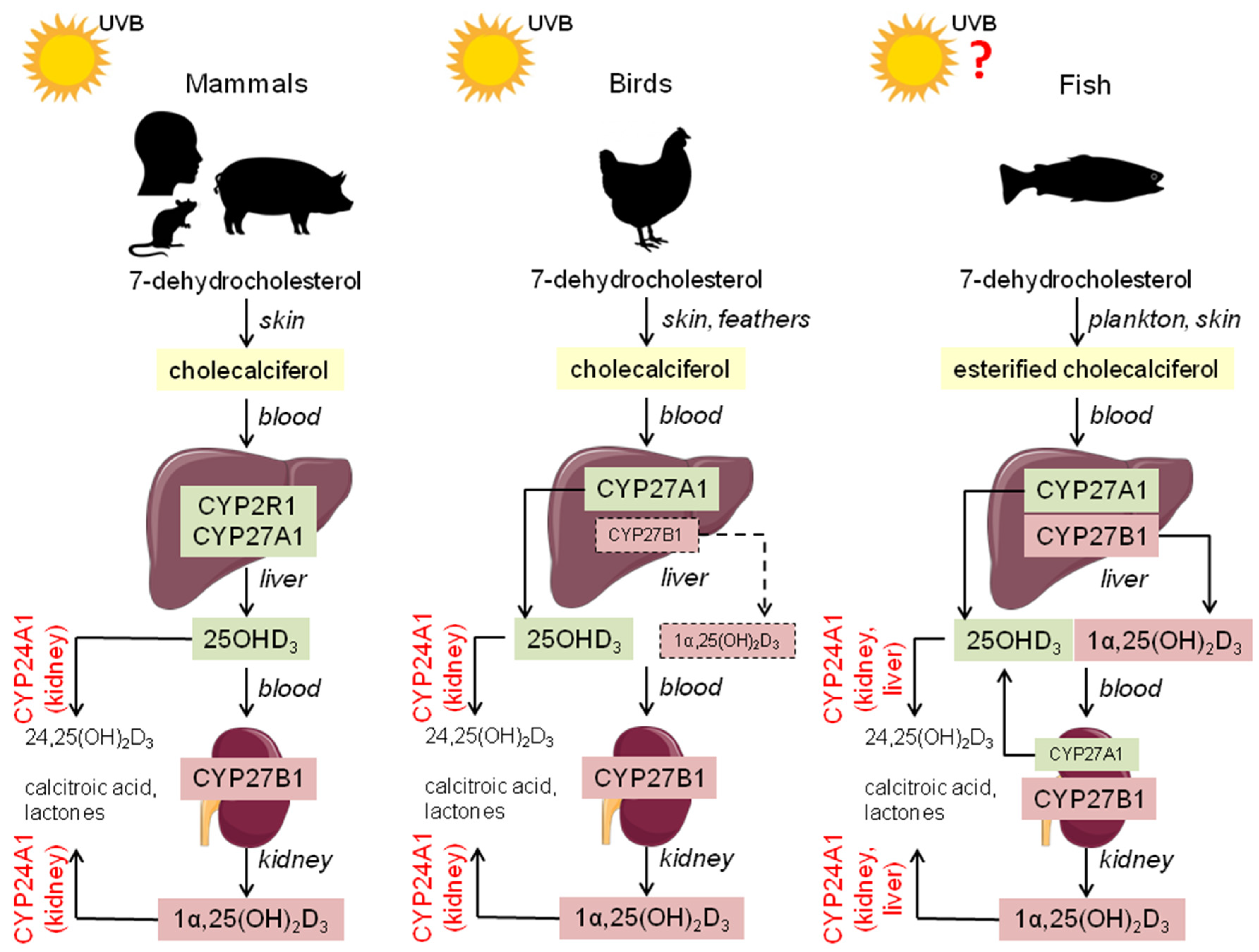 Ijms 23 14137 g001 Ijms 23 14137 g001