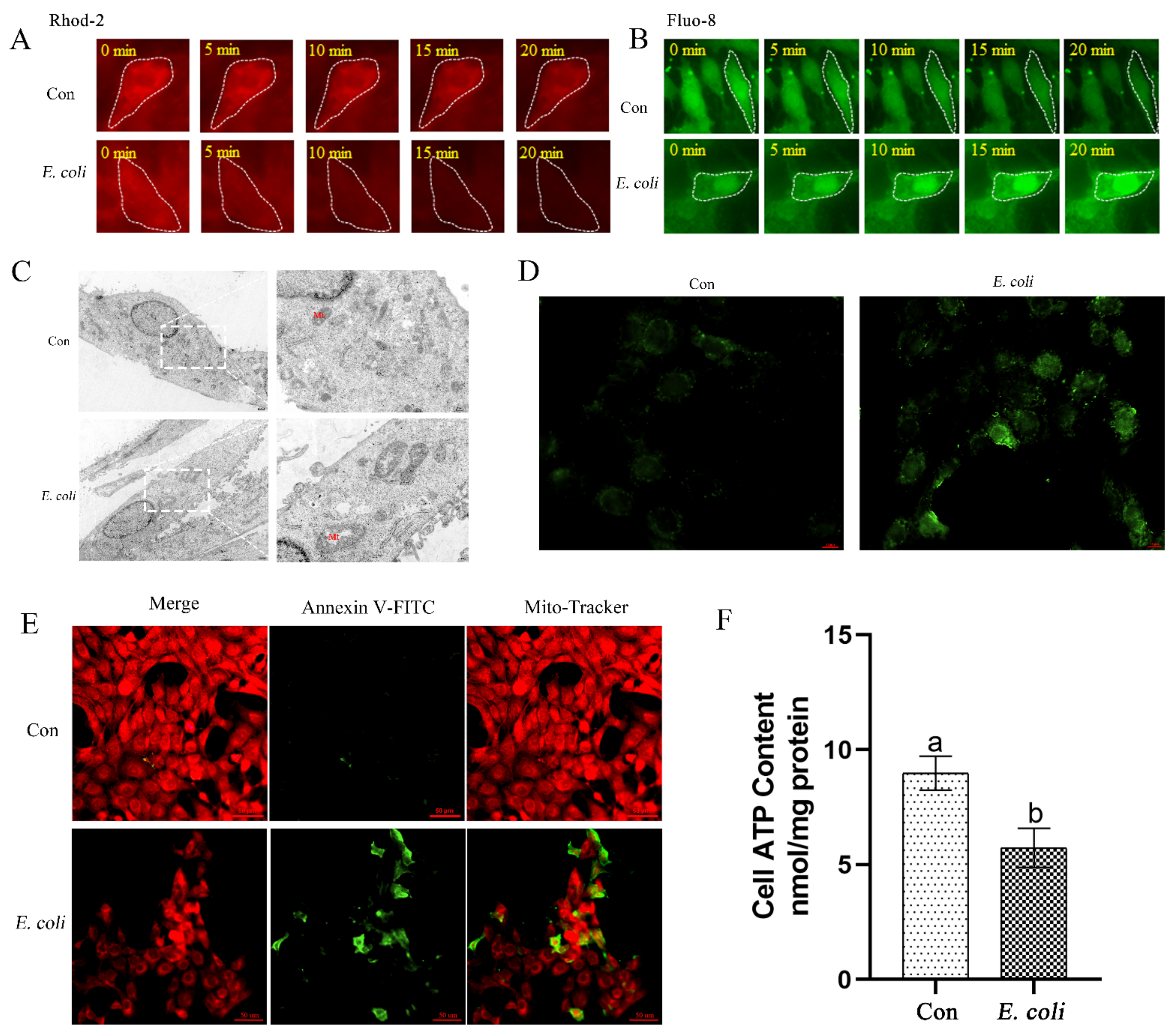 Ijms 23 14174 g002 Ijms 23 14174 g002