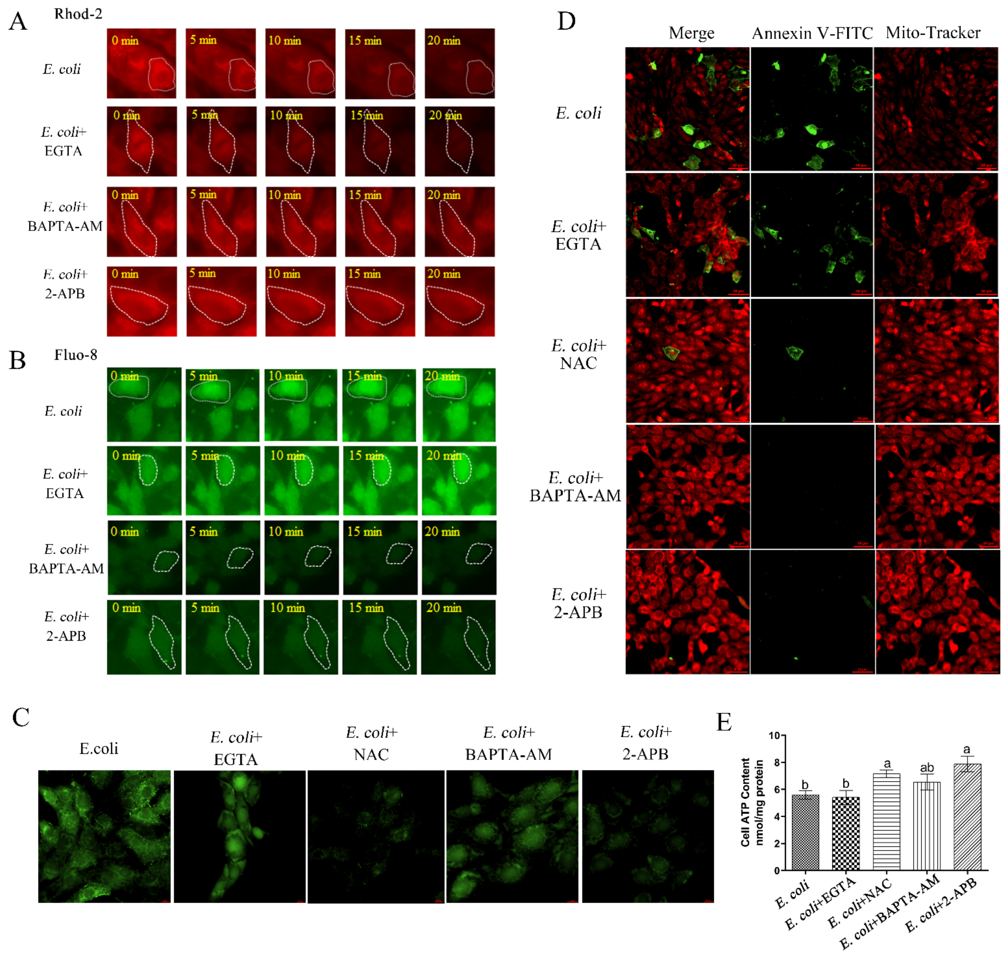 Ijms 23 14174 g003 Ijms 23 14174 g003