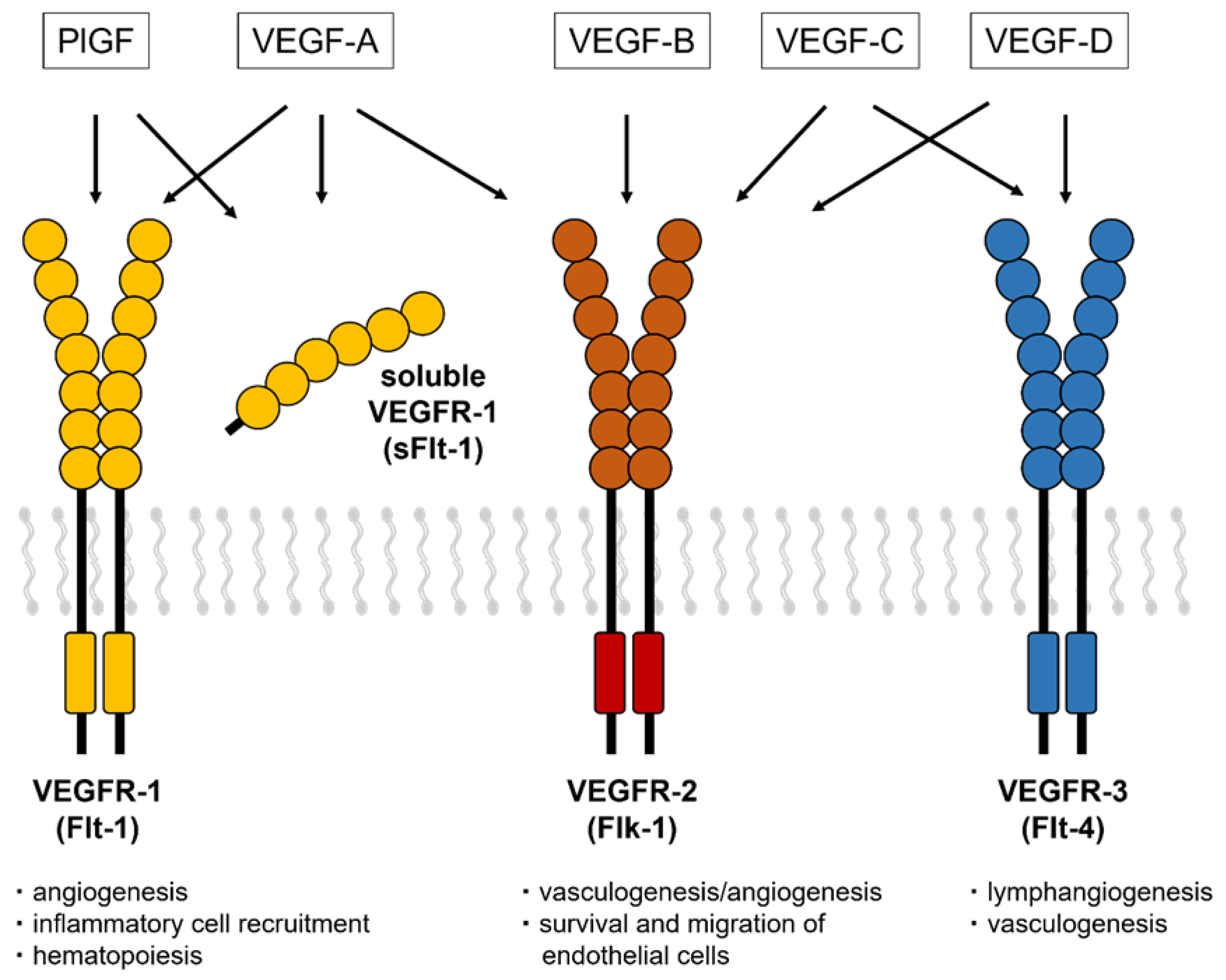 Ijms 23 14187 g001 Ijms 23 14187 g001