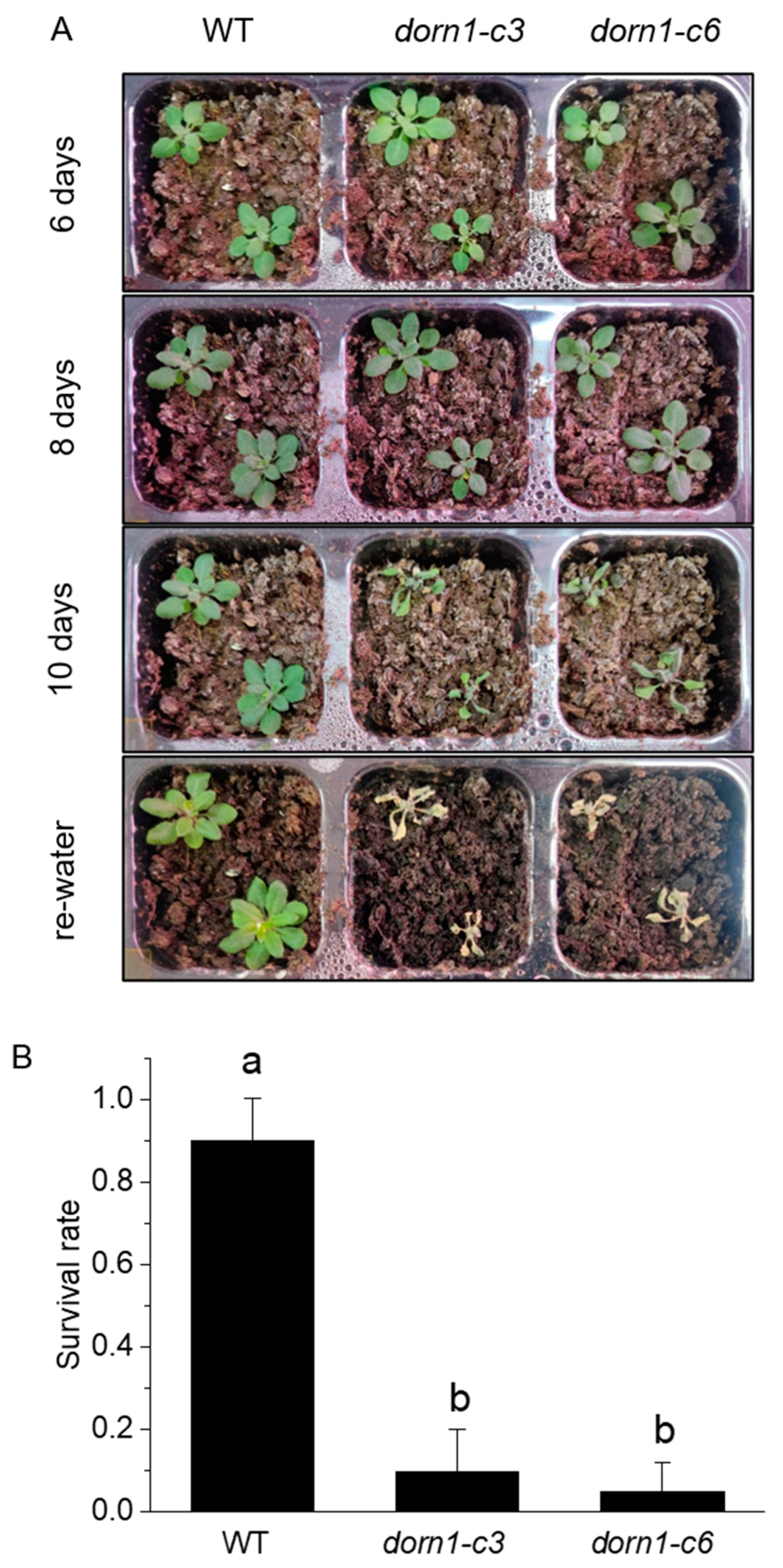 Ijms 23 14213 g002 Ijms 23 14213 g002