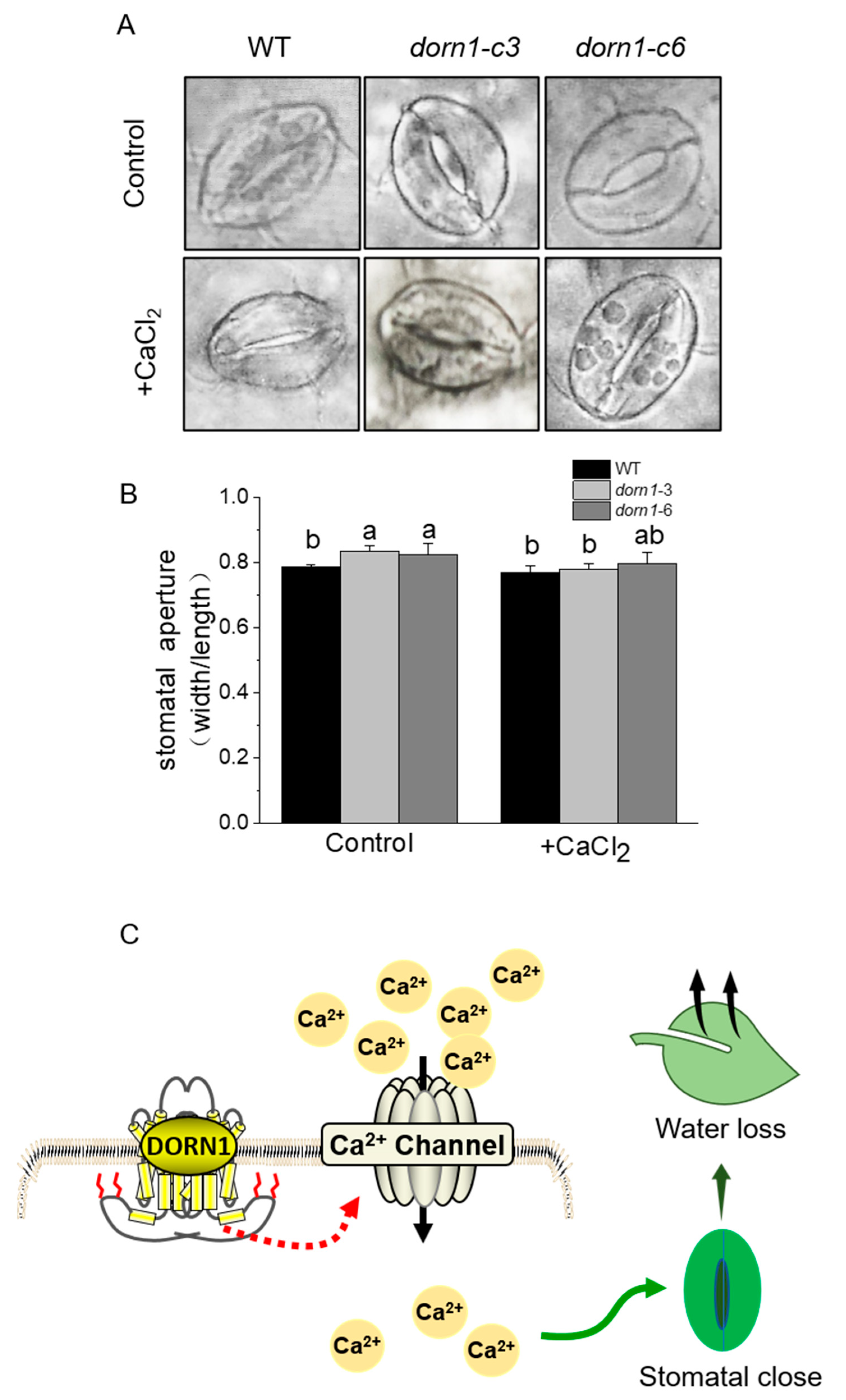 Ijms 23 14213 g006 Ijms 23 14213 g006