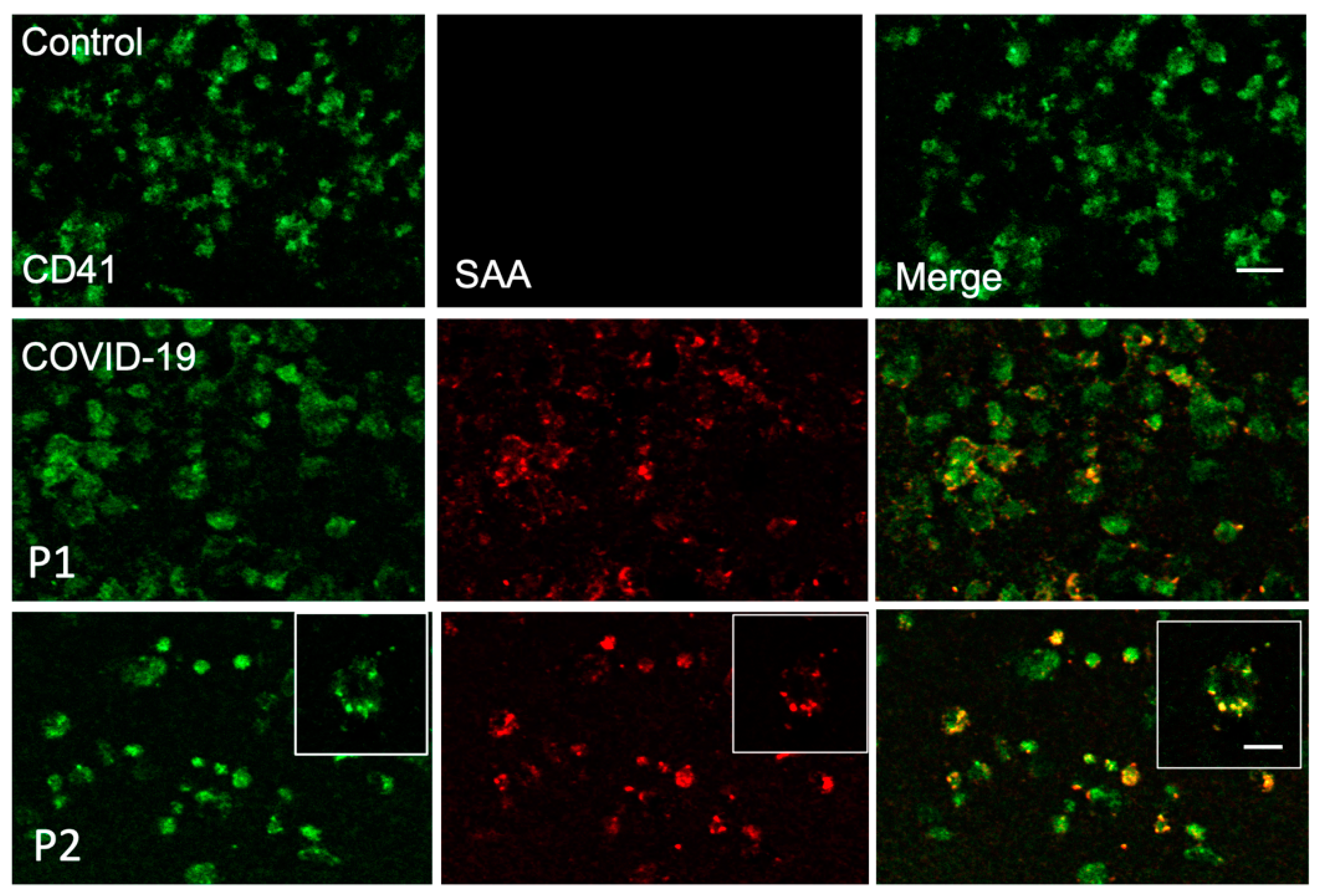 Ijms 23 14243 g003 Ijms 23 14243 g003