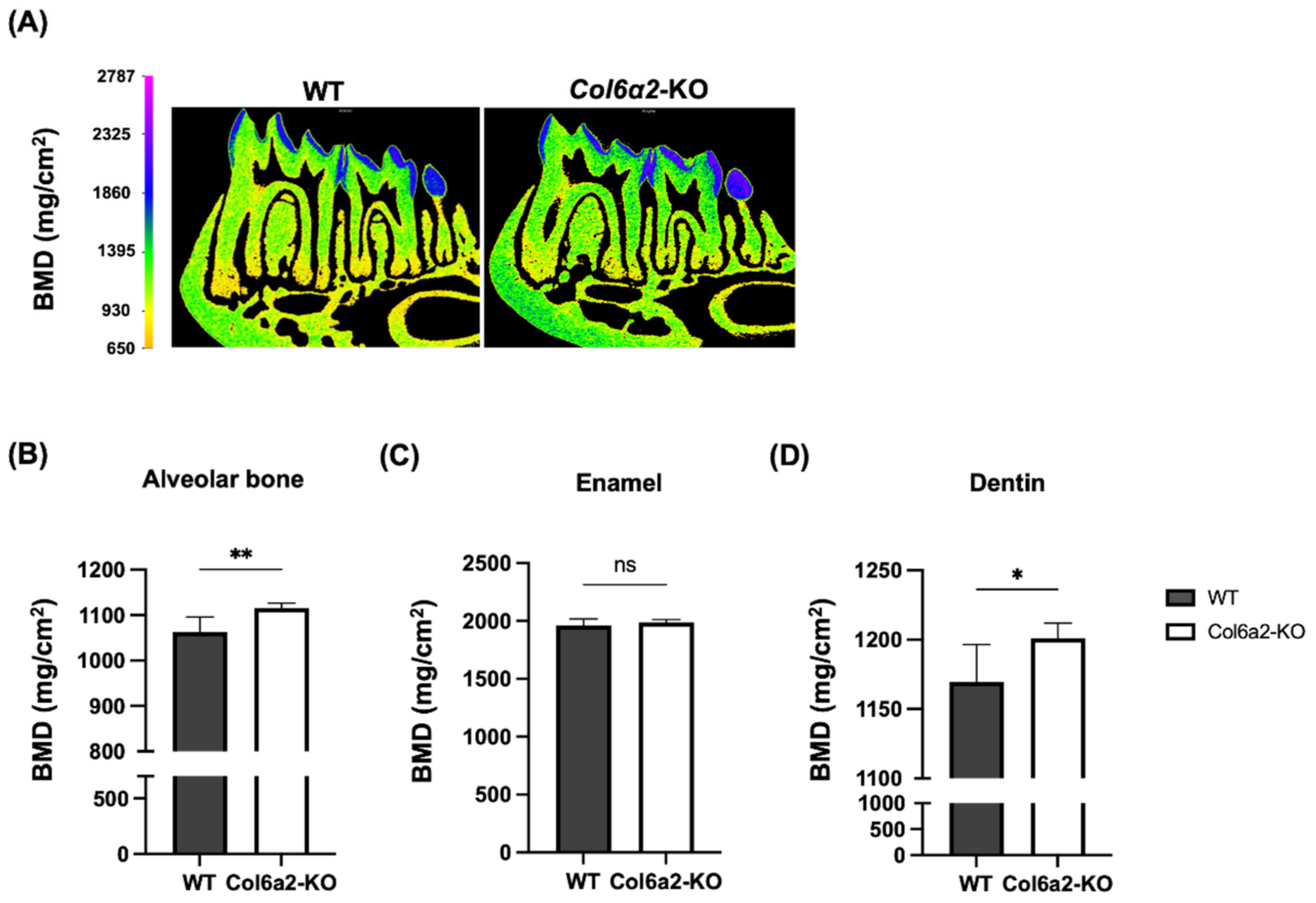 Ijms 23 14347 g003 Ijms 23 14347 g003