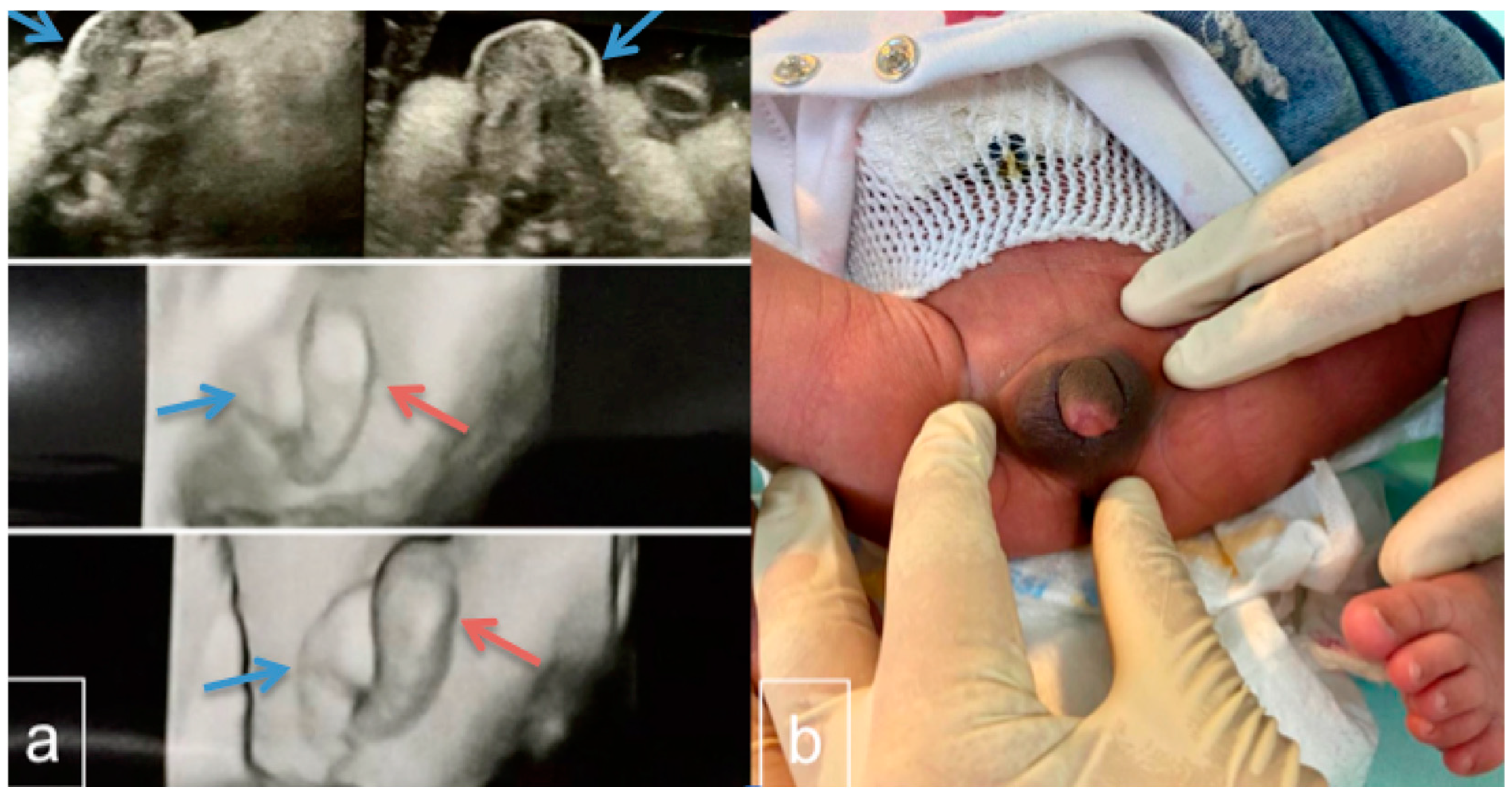 Ijms 23 14408 g001 Ijms 23 14408 g001