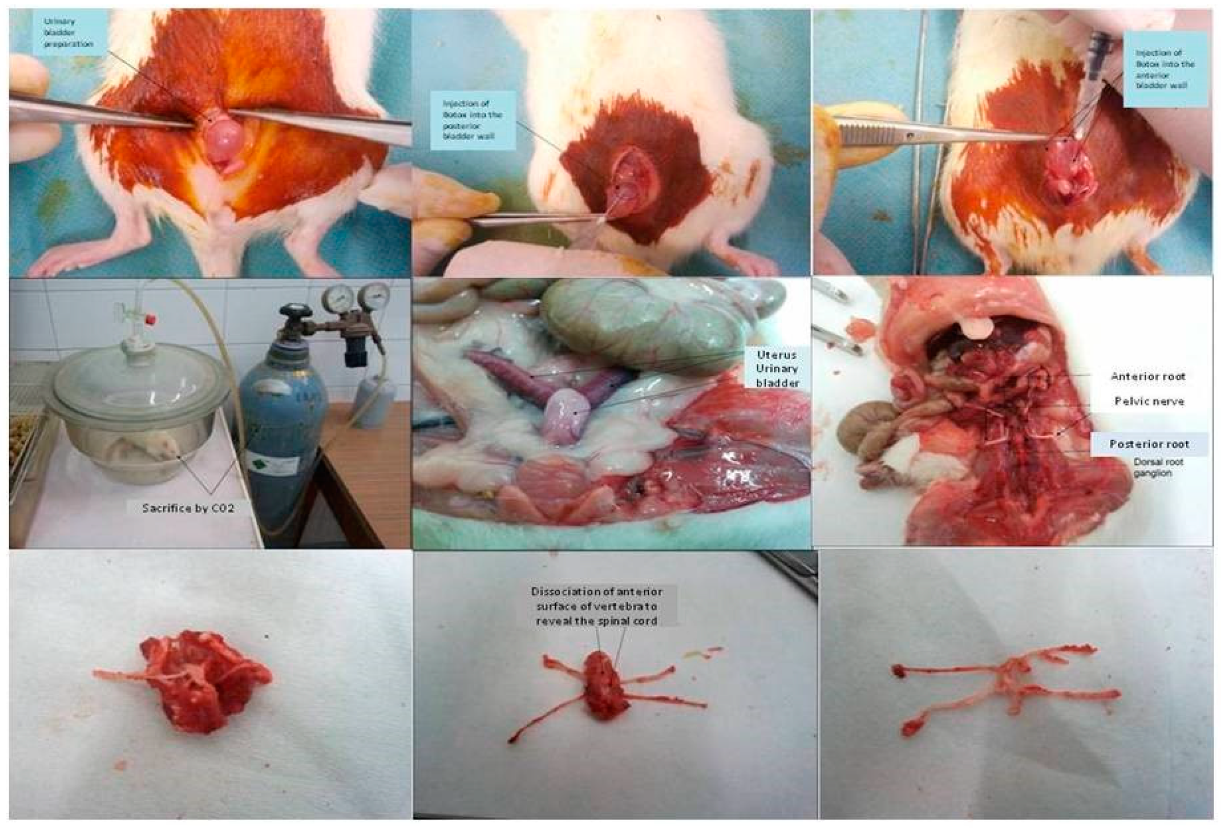 Ijms 23 14419 g007 Ijms 23 14419 g007