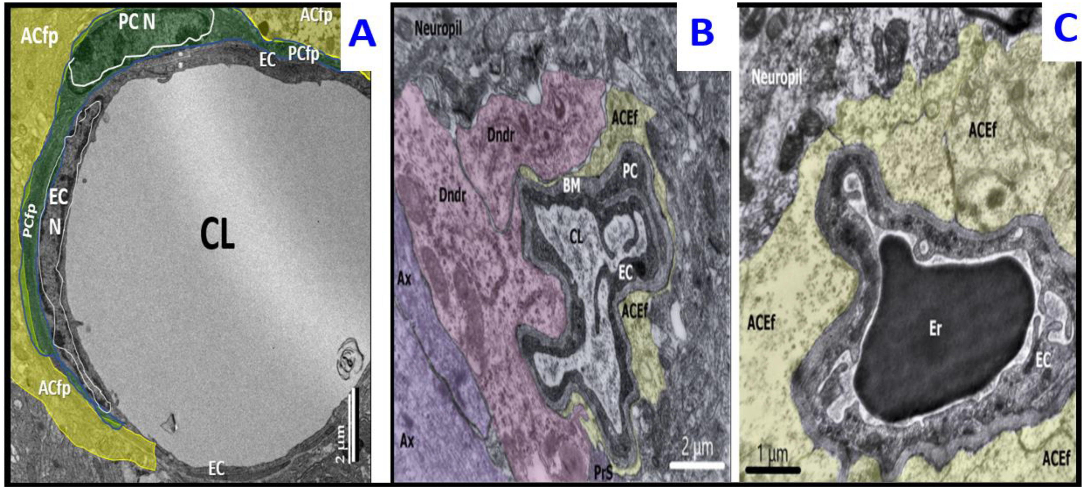 Ijms 23 14455 g001 Ijms 23 14455 g001