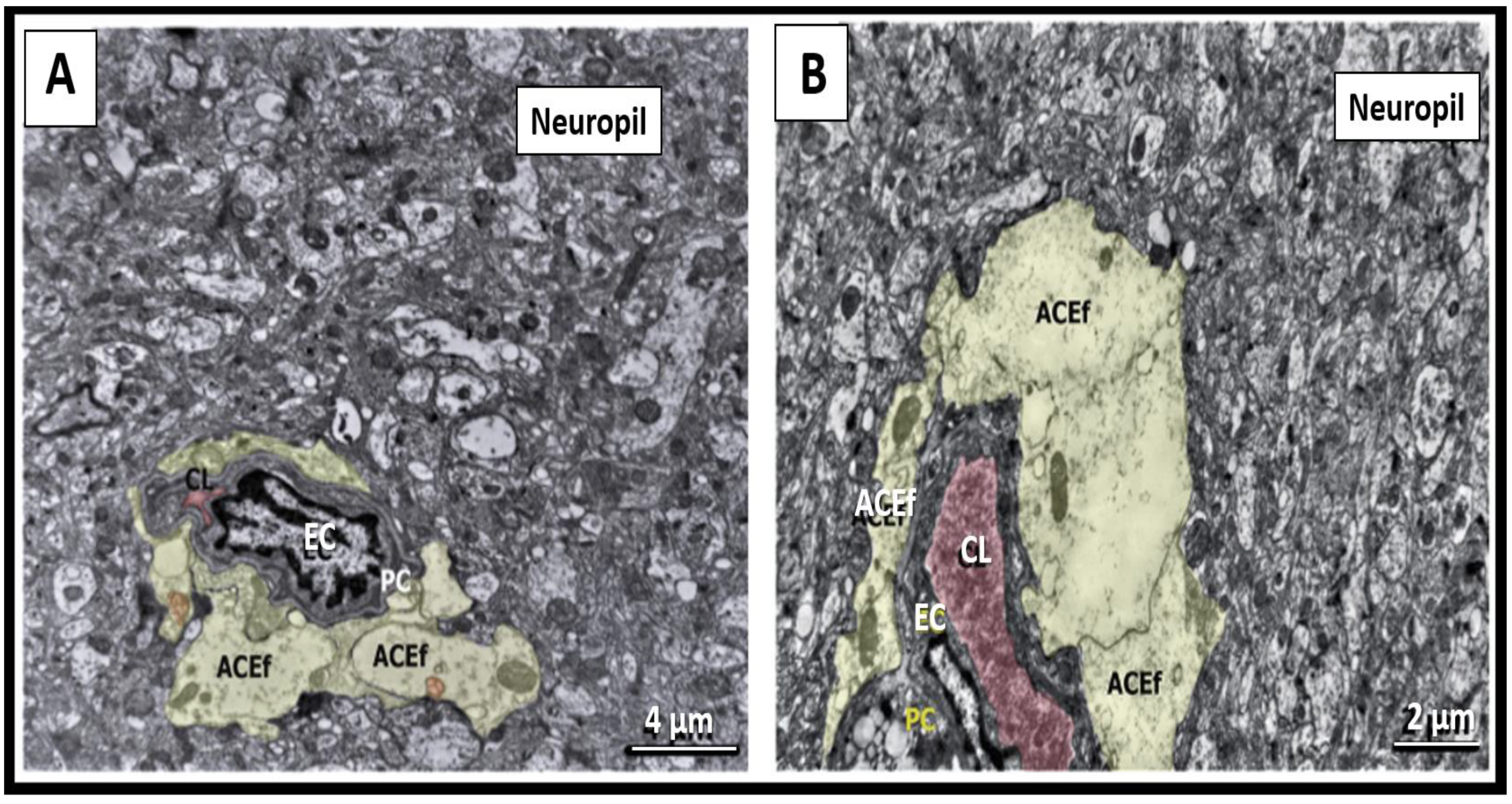 Ijms 23 14455 g002 Ijms 23 14455 g002