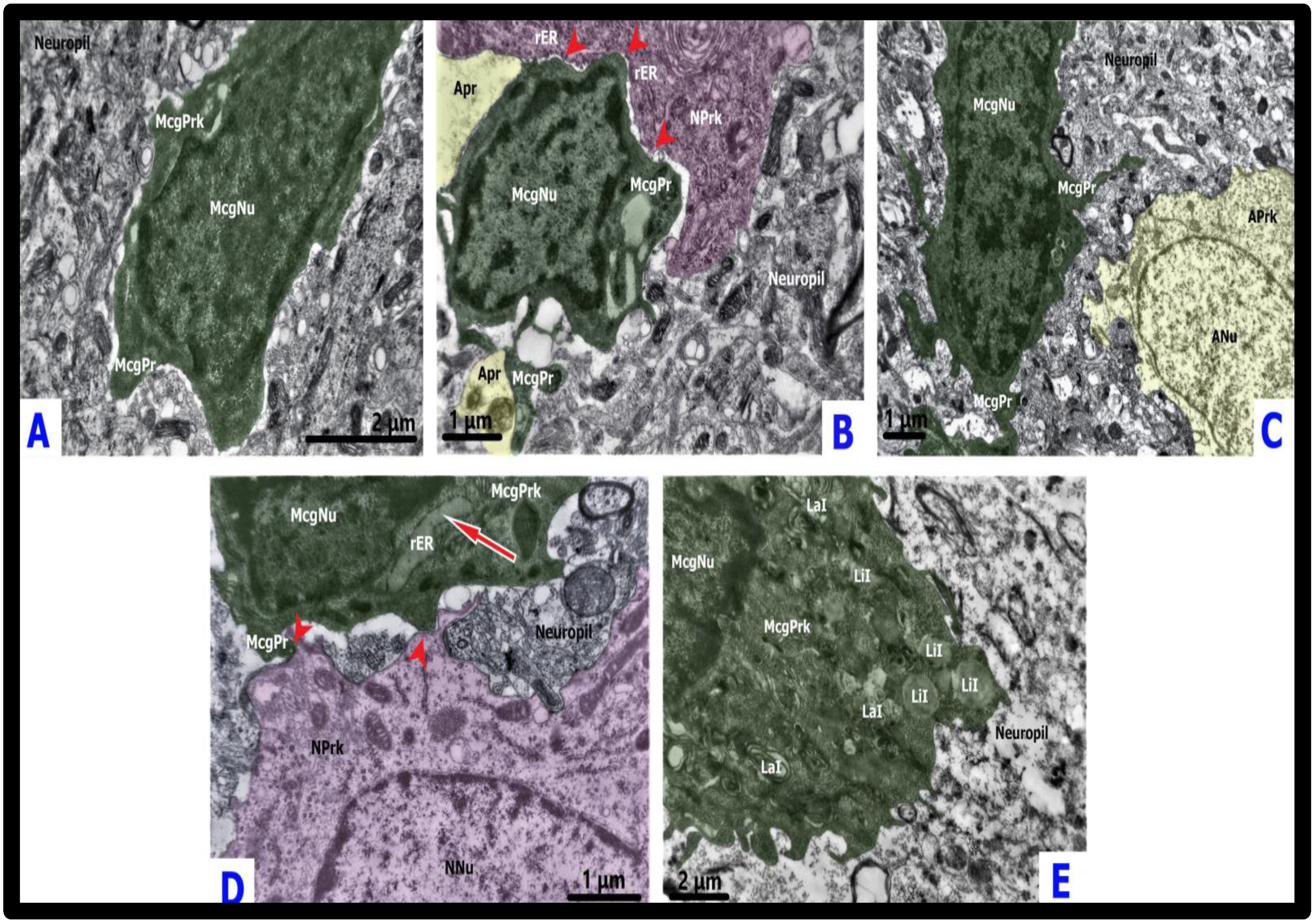 Ijms 23 14455 g003 Ijms 23 14455 g003