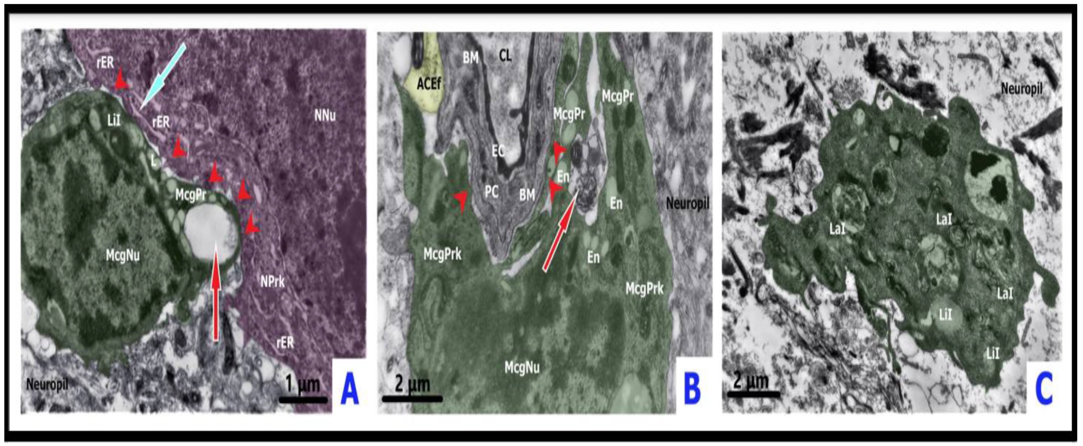 Ijms 23 14455 g005 Ijms 23 14455 g005