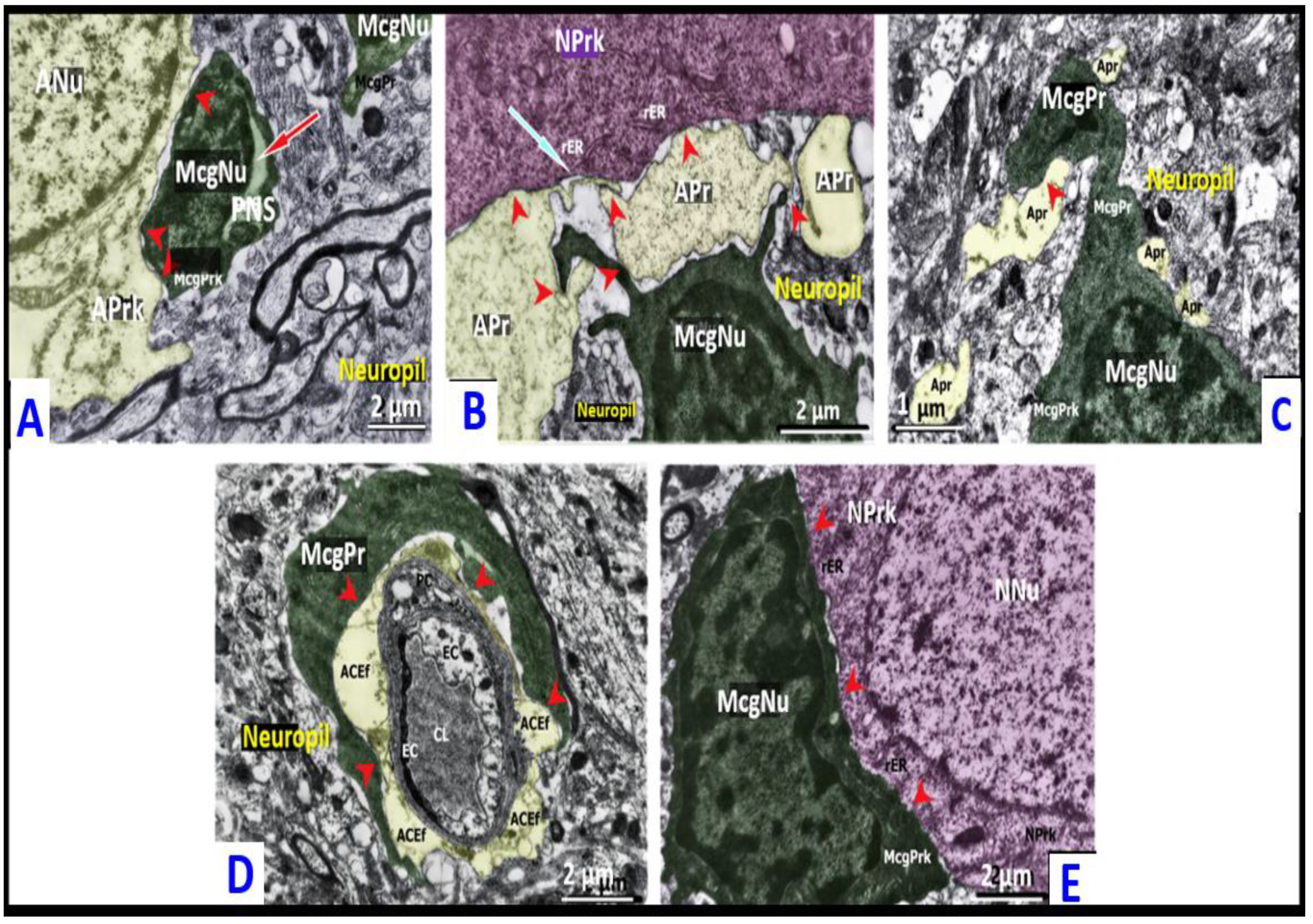 Ijms 23 14455 g006 Ijms 23 14455 g006