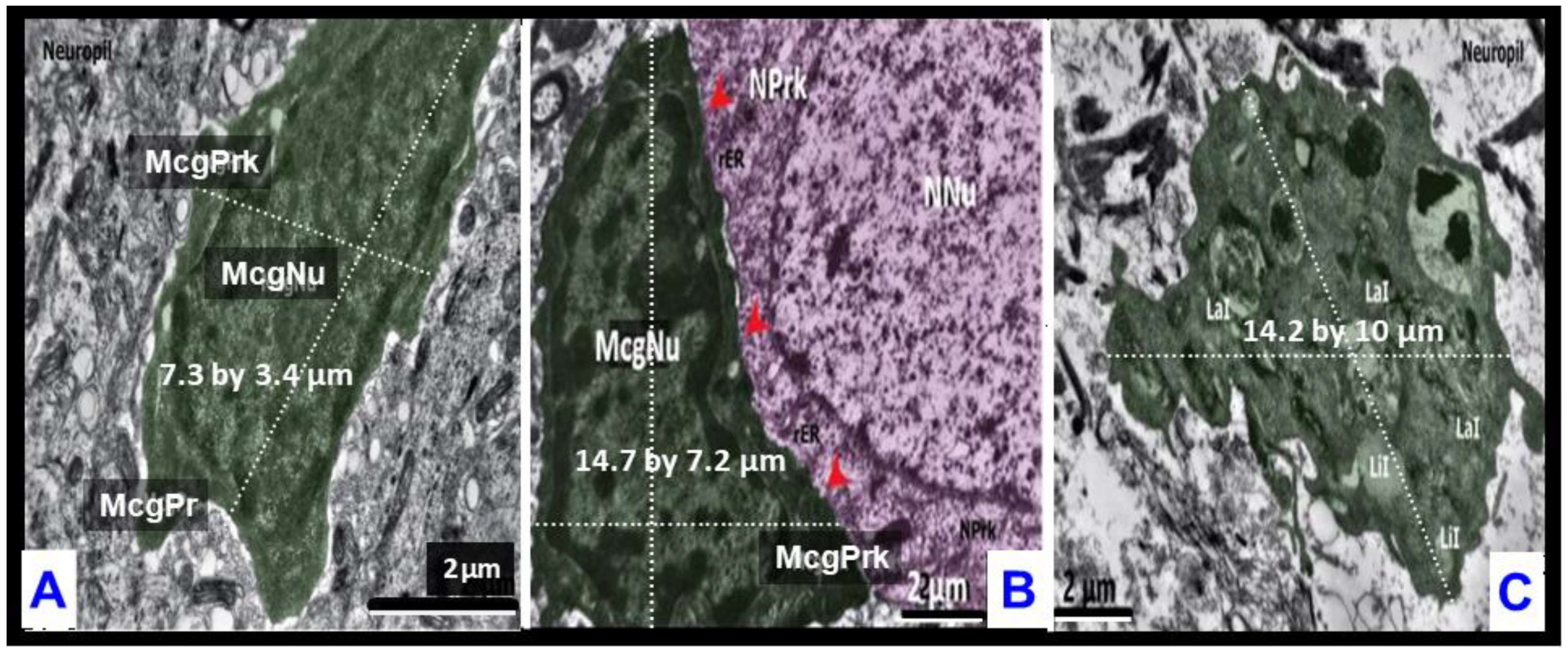 Ijms 23 14455 g007 Ijms 23 14455 g007