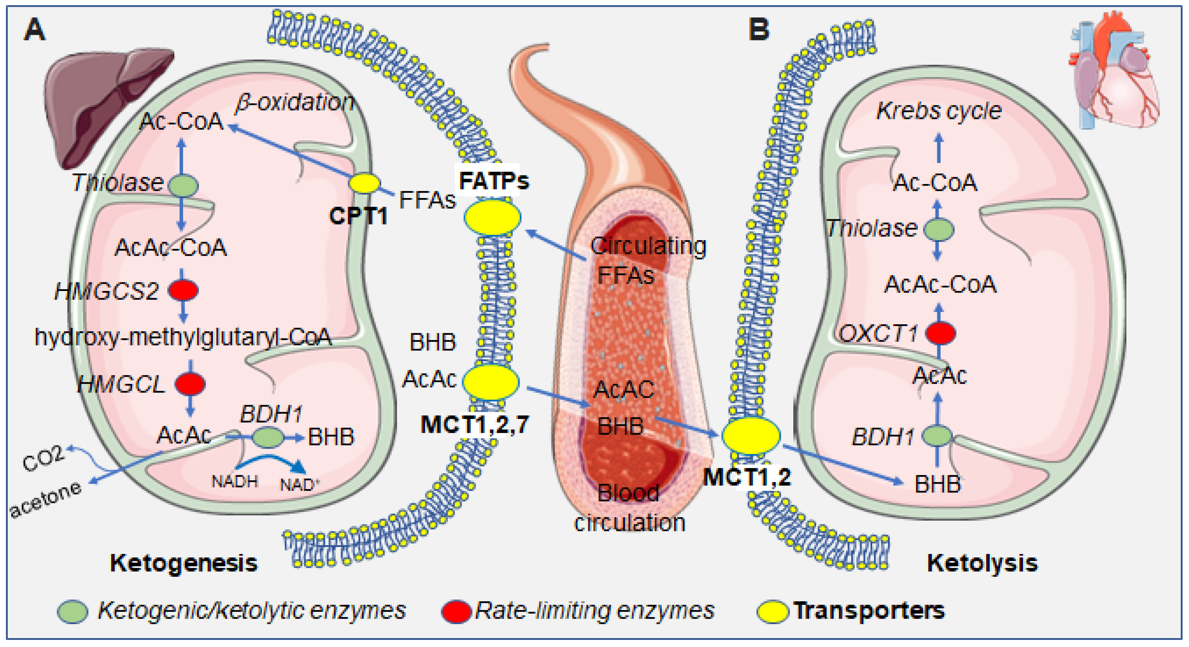 Ijms 23 14564 g001 Ijms 23 14564 g001