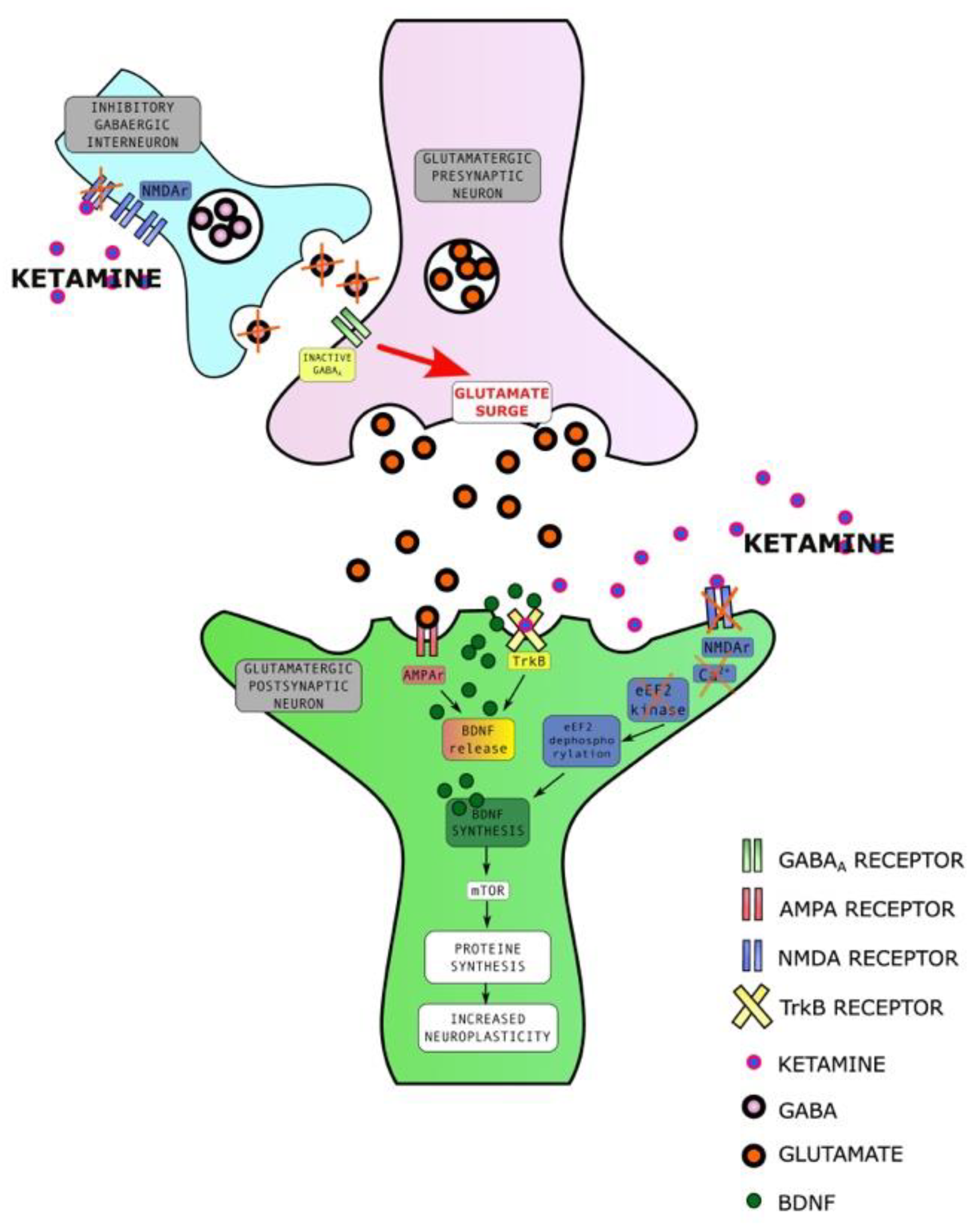 Ijms 23 14605 g002 Ijms 23 14605 g002