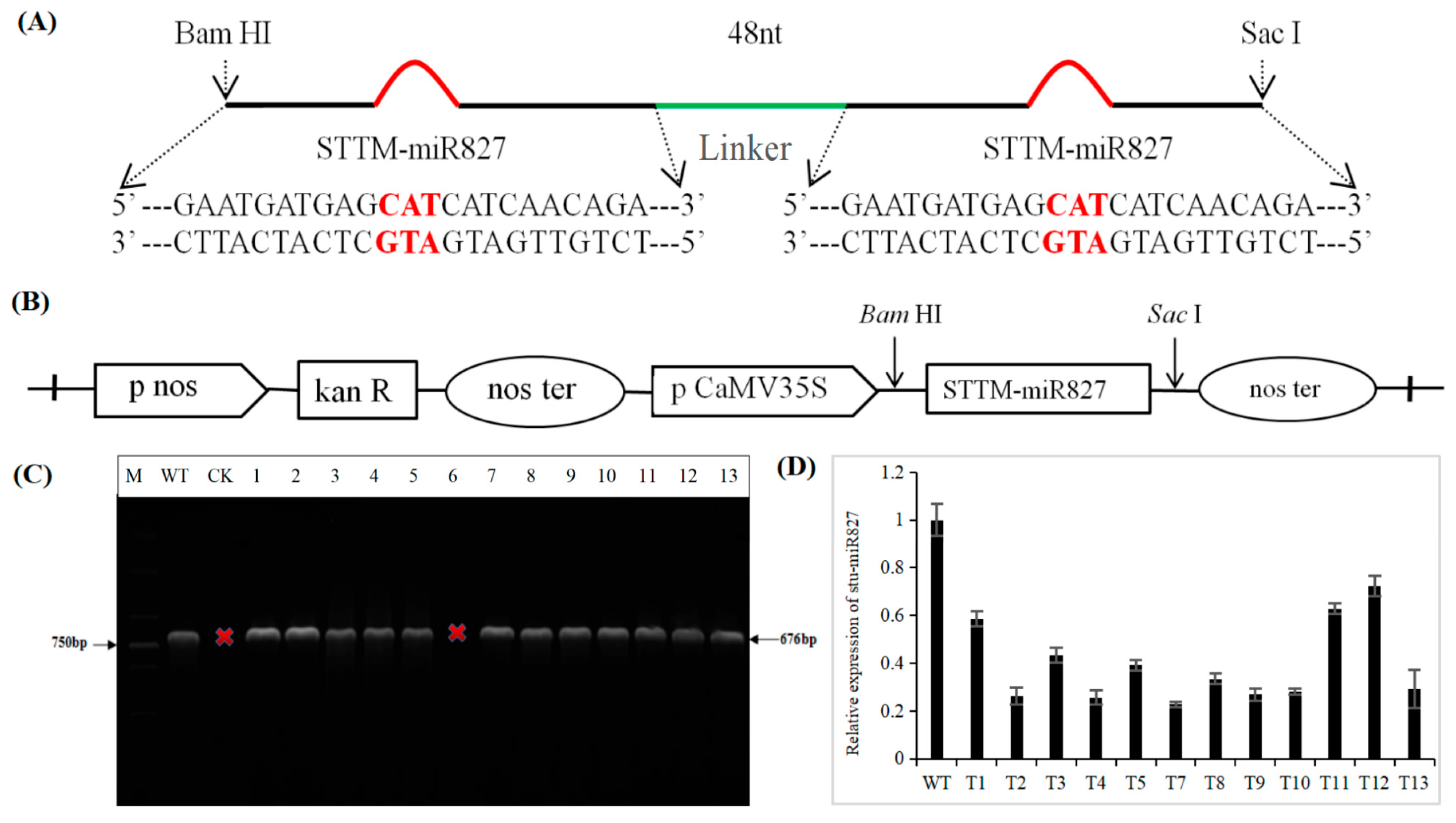 Ijms 23 14805 g002 Ijms 23 14805 g002