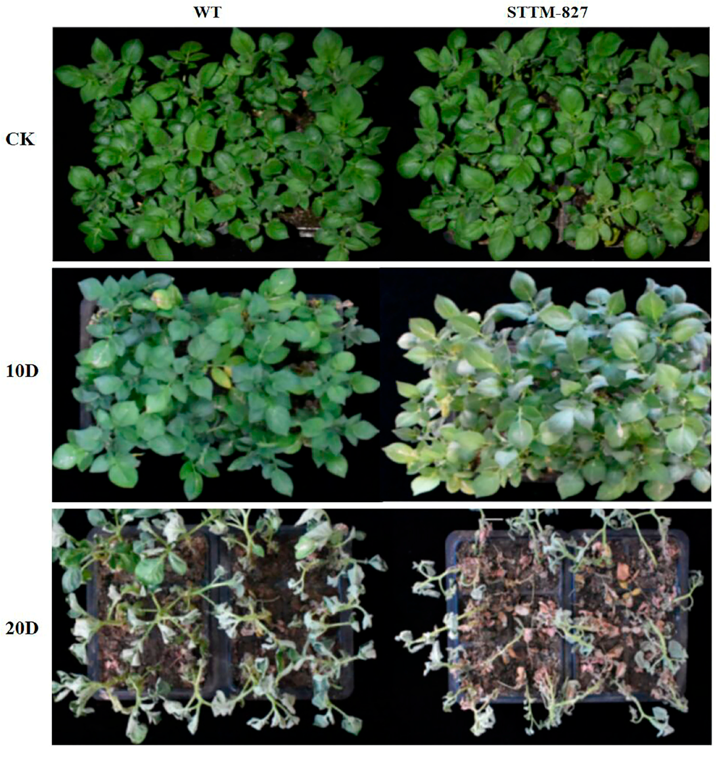 Ijms 23 14805 g004 Ijms 23 14805 g004