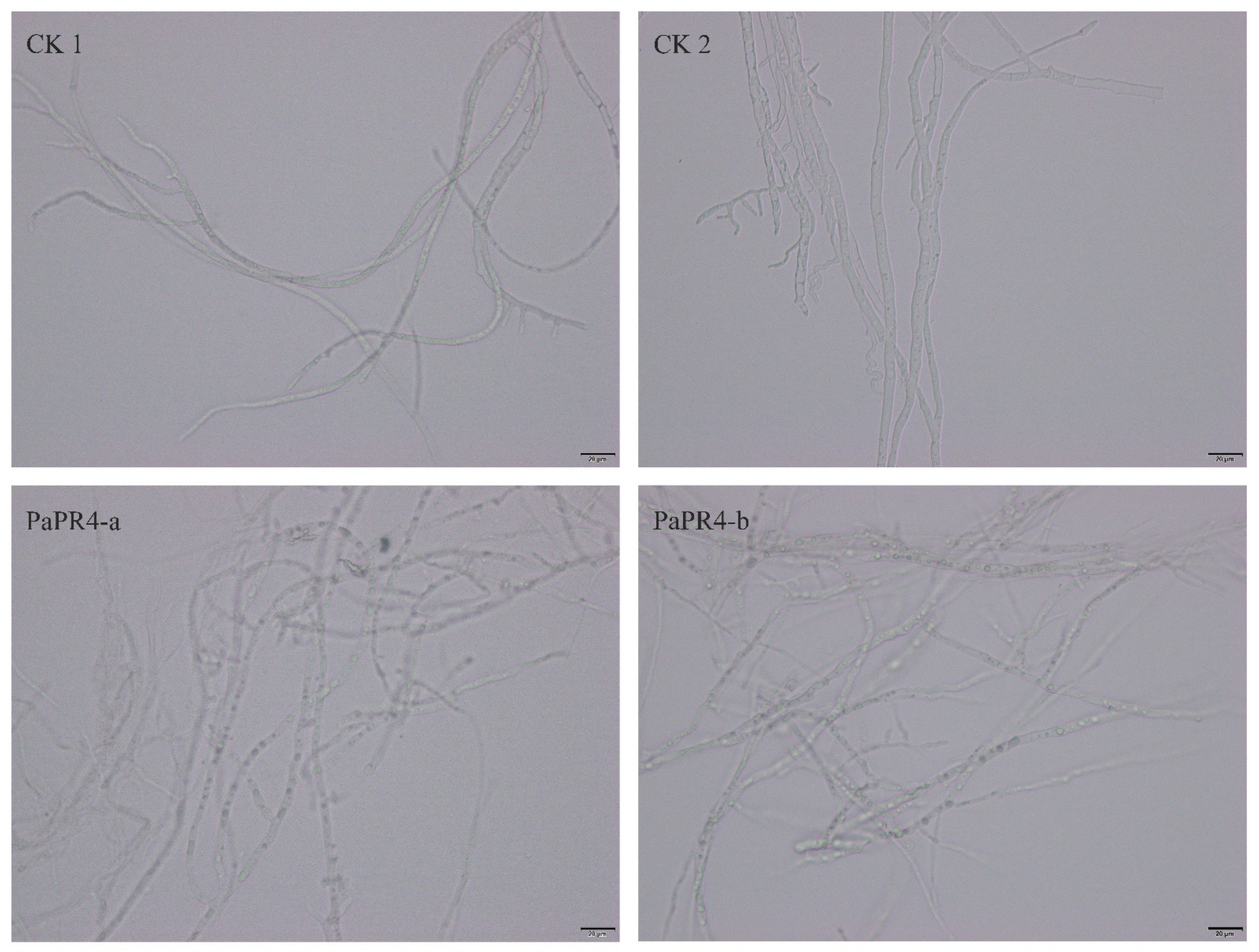 Ijms 23 14906 g006 Ijms 23 14906 g006