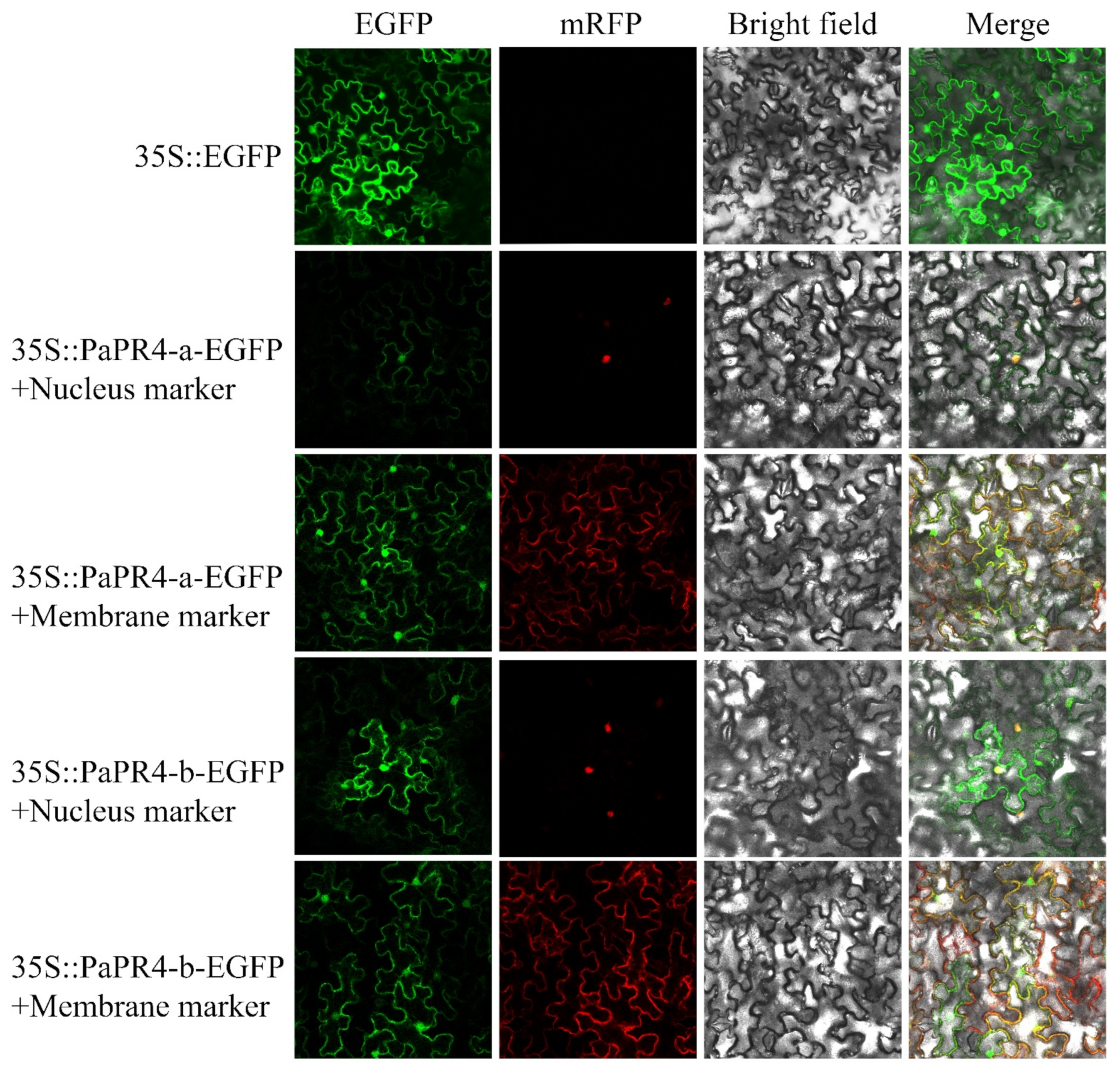 Ijms 23 14906 g007 Ijms 23 14906 g007