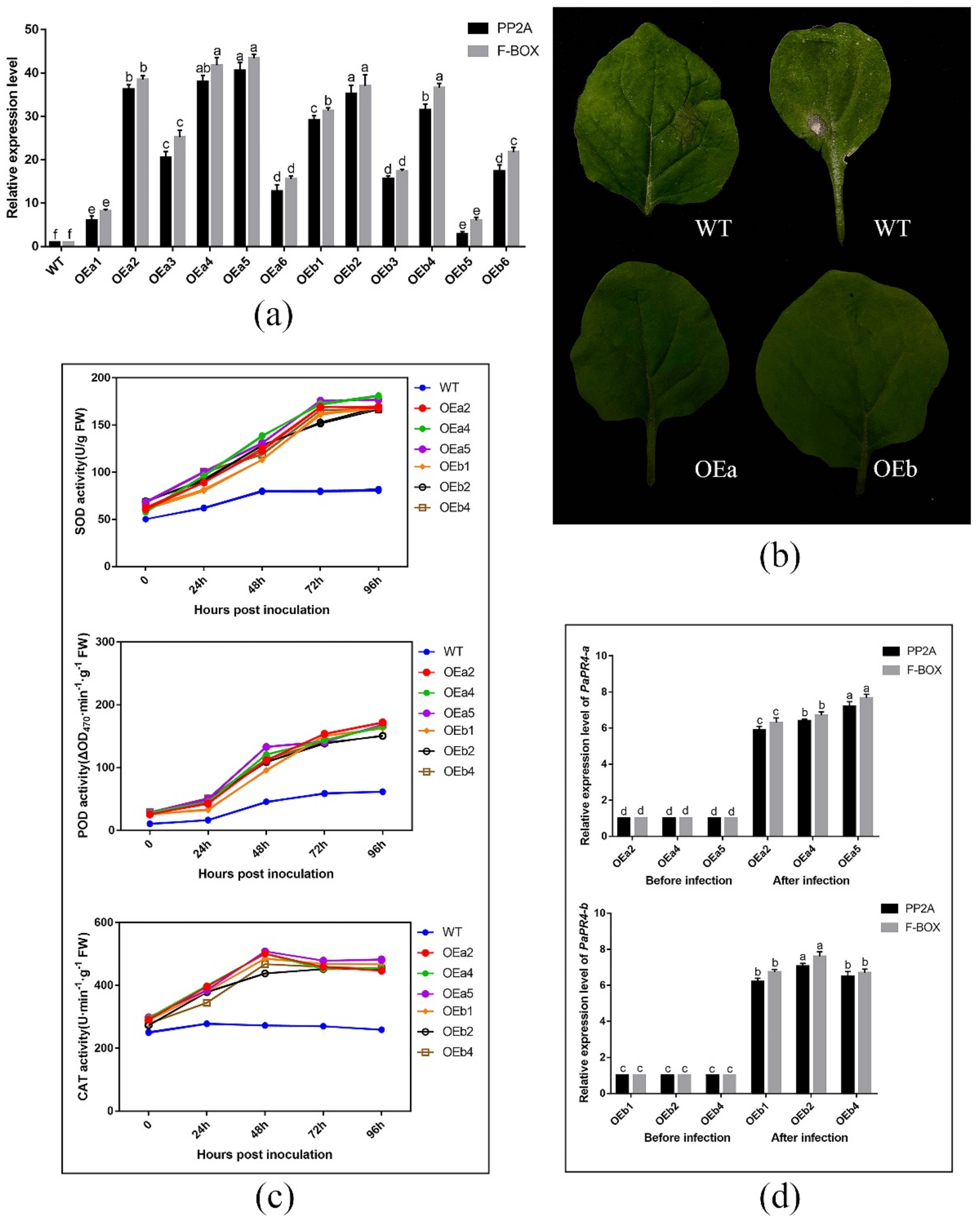 Ijms 23 14906 g009 Ijms 23 14906 g009
