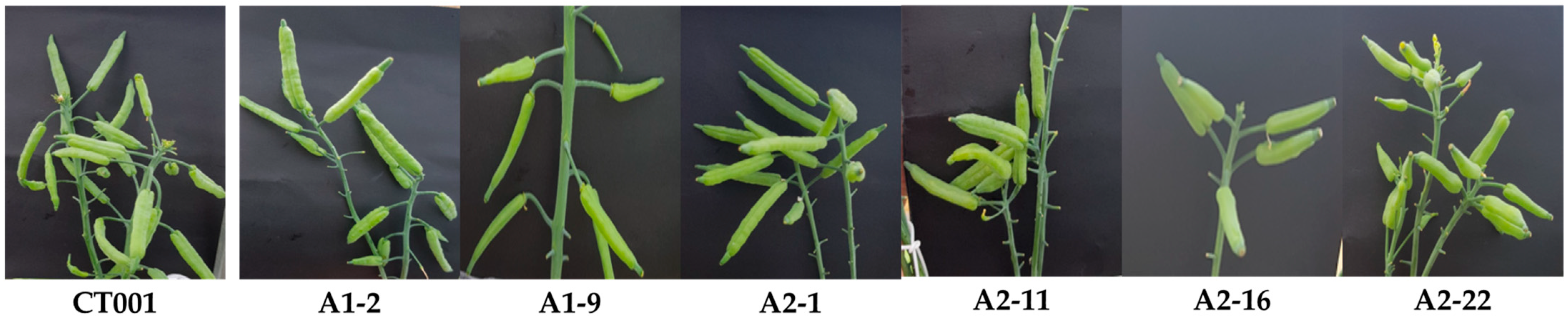 Ijms 23 15009 g004 Ijms 23 15009 g004