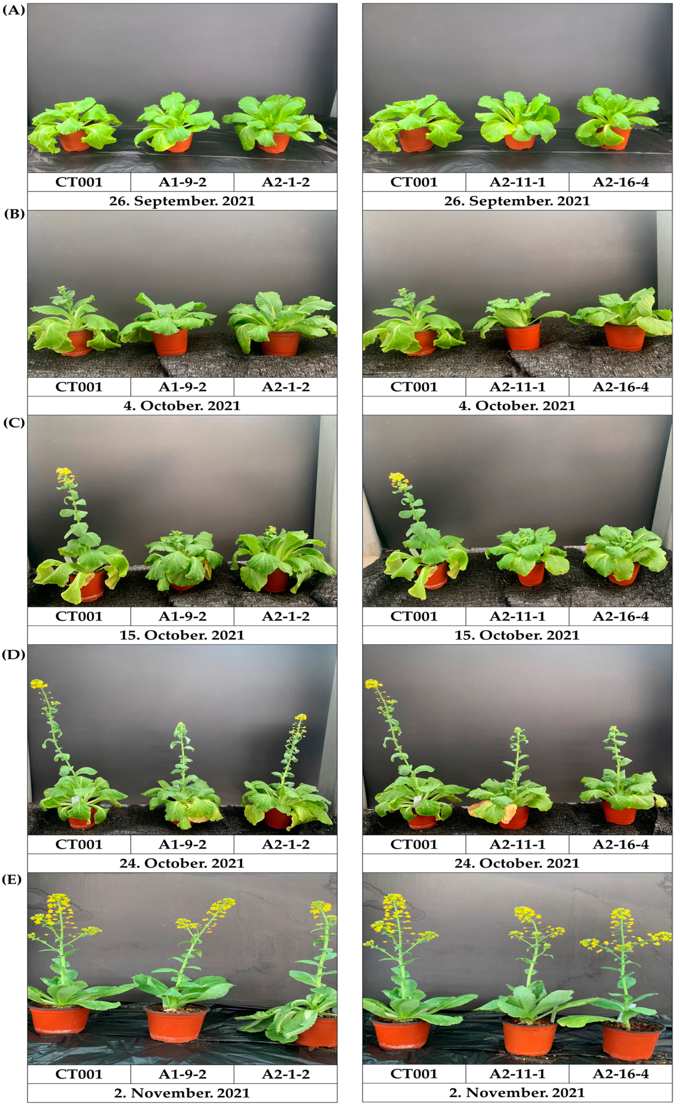 Ijms 23 15009 g007 Ijms 23 15009 g007