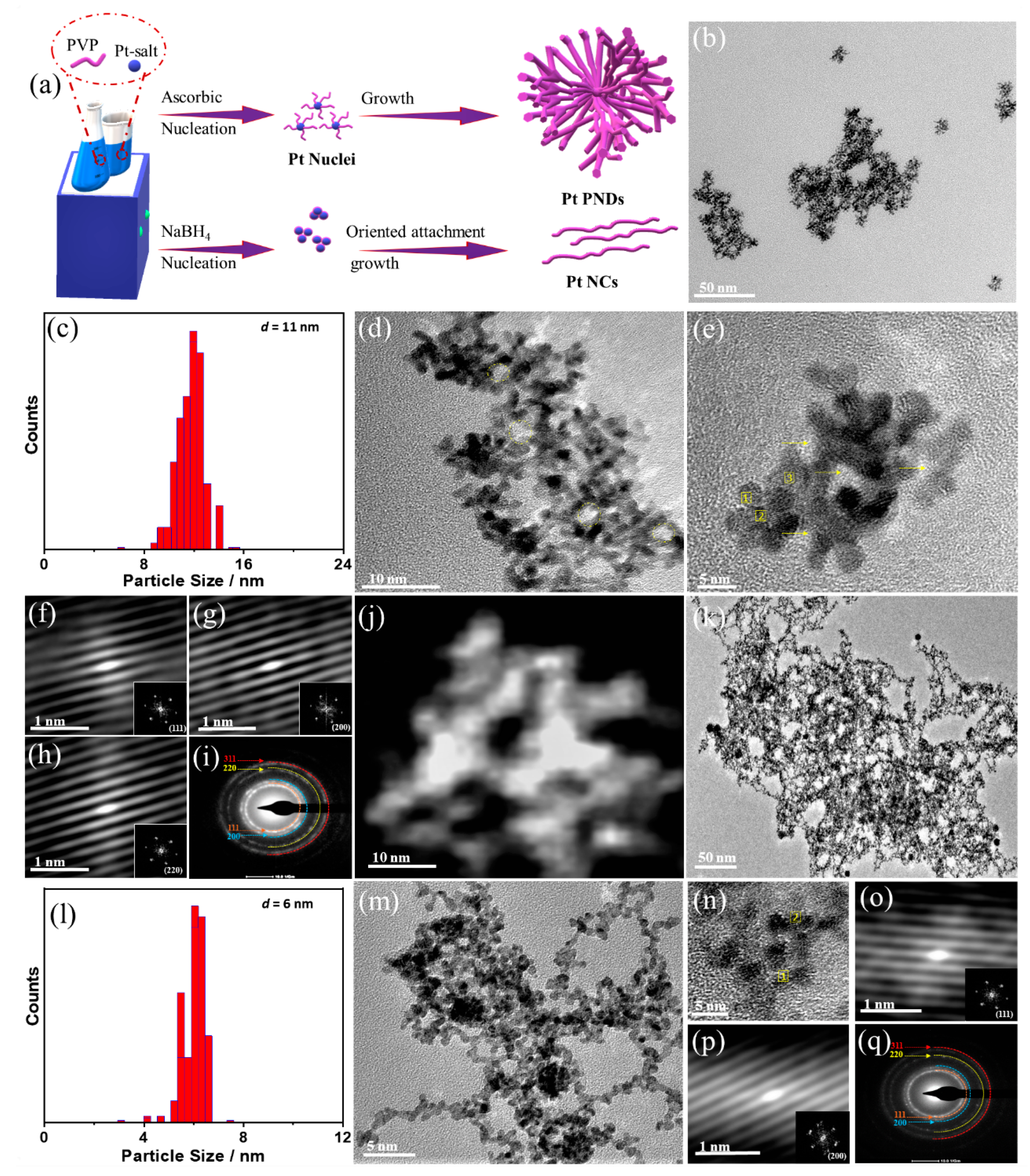 Ijms 23 15034 g001 Ijms 23 15034 g001