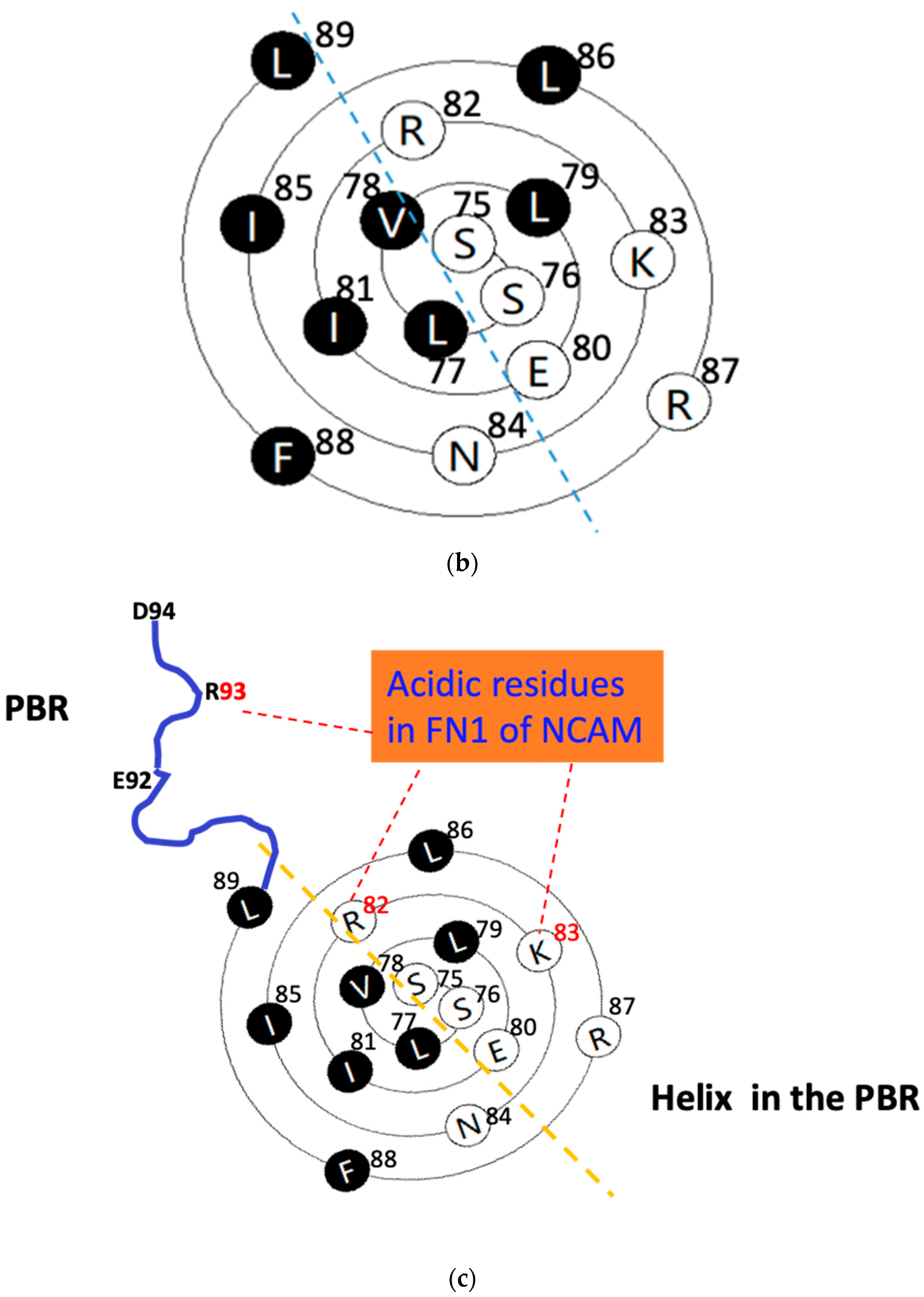 Ijms 23 15128 g002b Ijms 23 15128 g002b