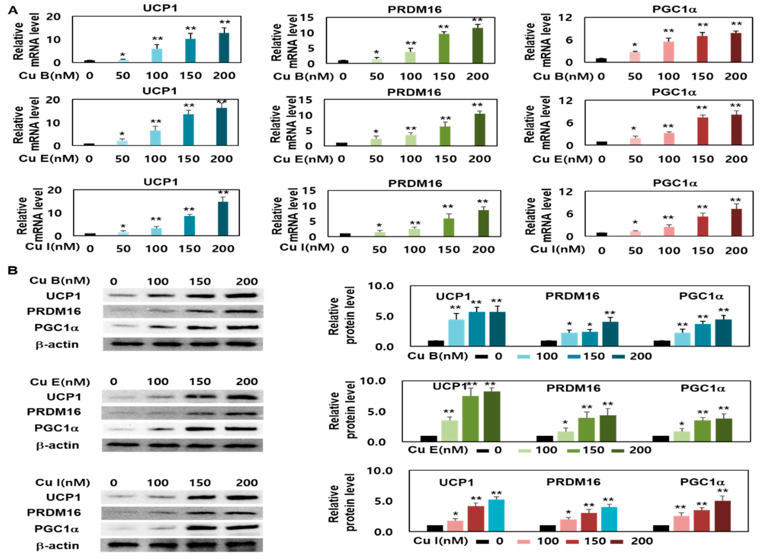 Ijms 23 15362 g003 Ijms 23 15362 g003