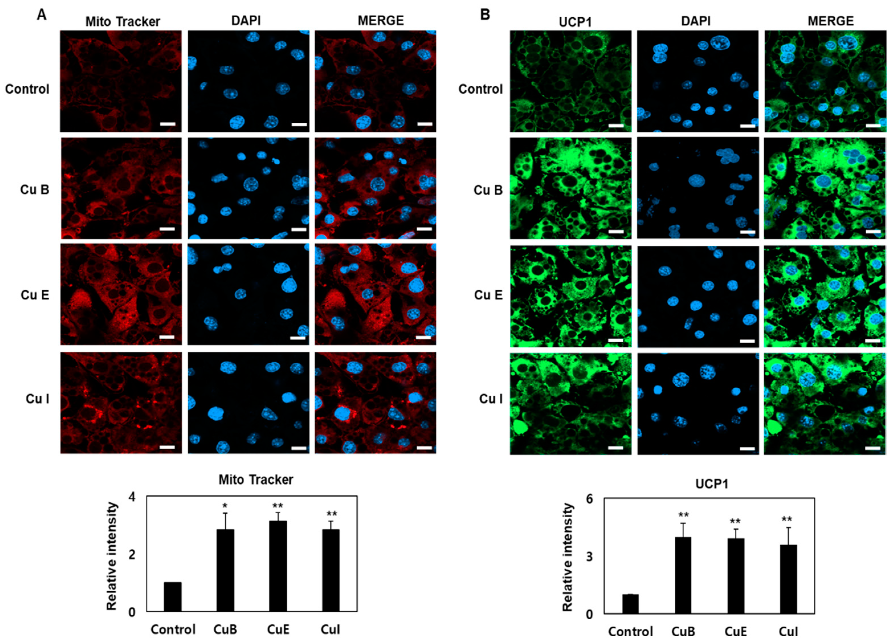 Ijms 23 15362 g004 Ijms 23 15362 g004